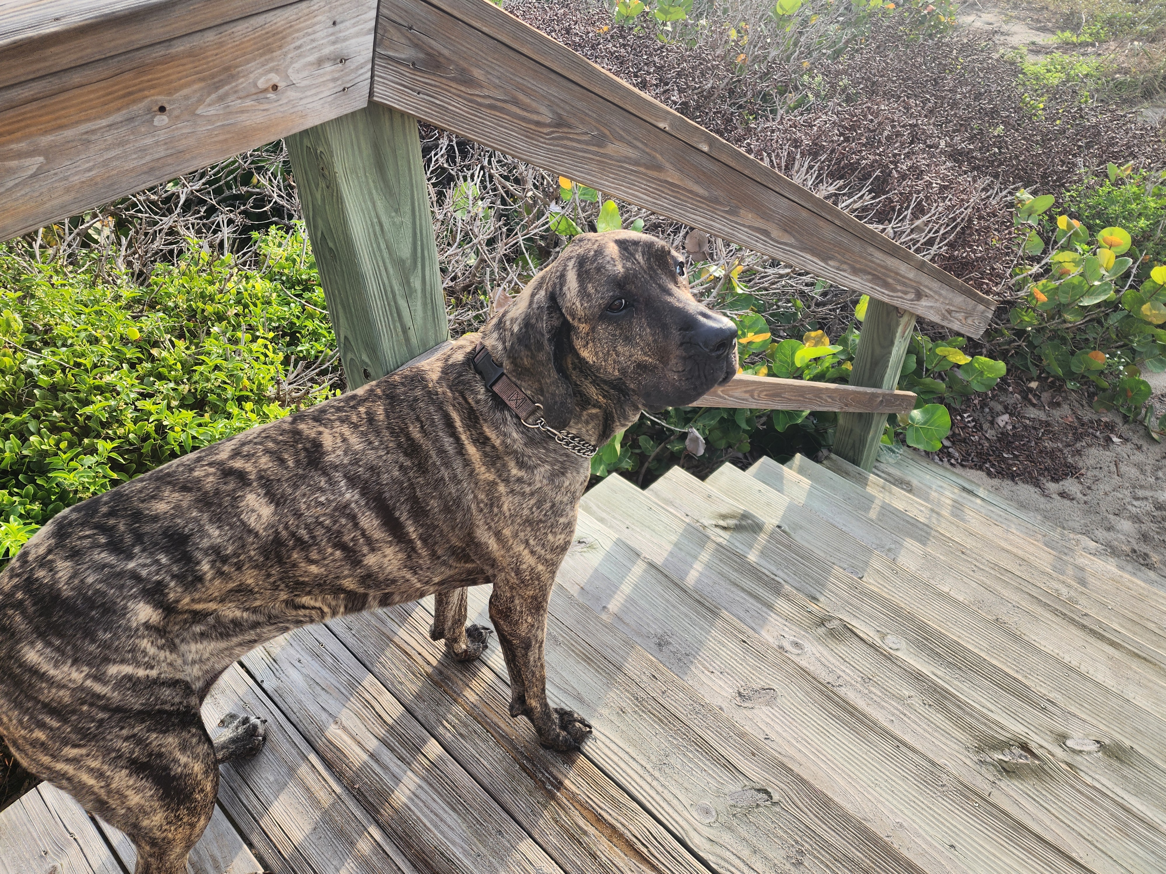Athena, the resident brindle surf dog, standing on the wooden boardwalk steps and gazing out toward the dune vegetation in the morning light.