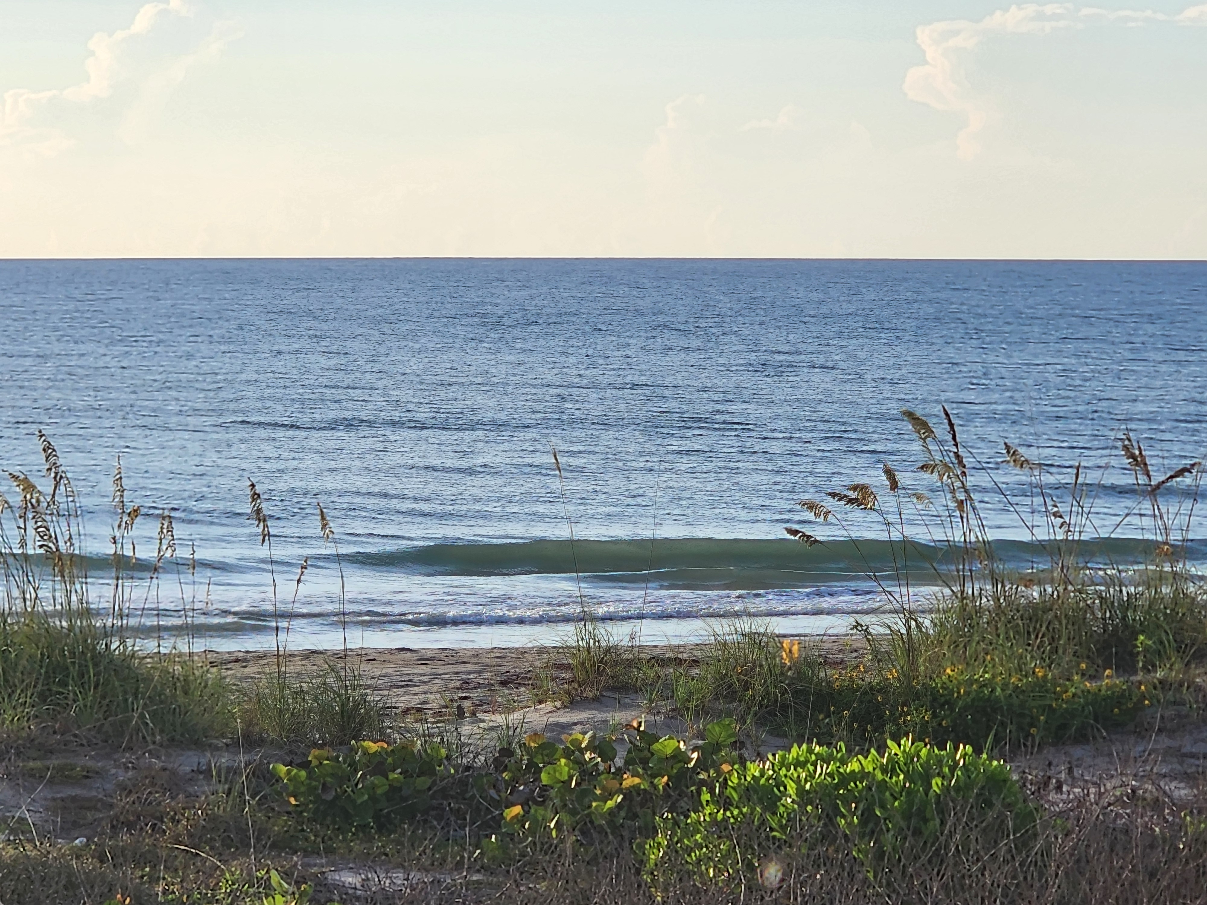 A clean small wave feathering into a glassy green face at Picnic Tables in South Cocoa Beach, framed by golden sea oats and dune vegetation with beach sunflowers.