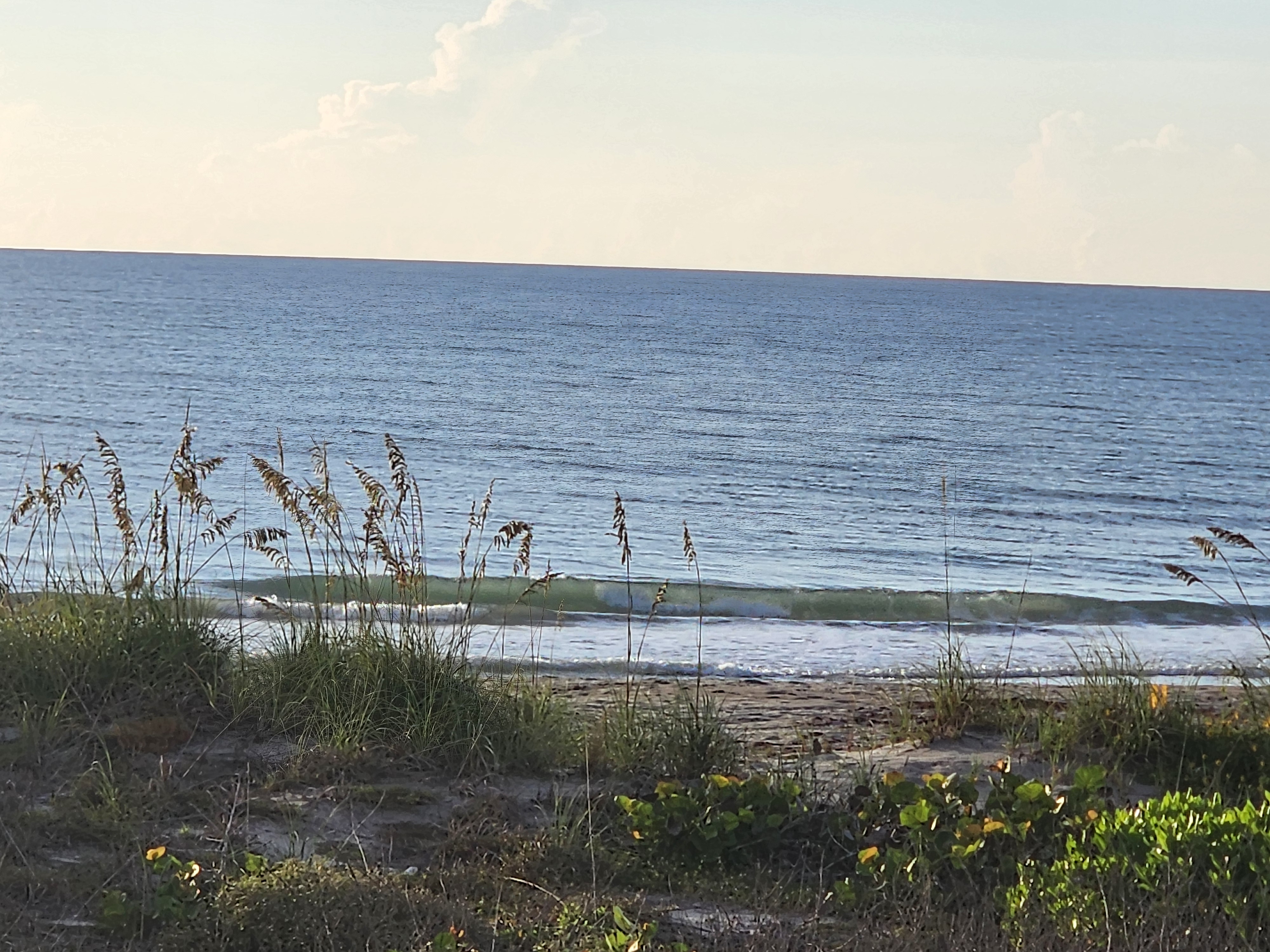 Gentle knee-high wave peeling toward shore under a soft morning sky, with sea oats, dune grass, and sea grapes in the foreground.