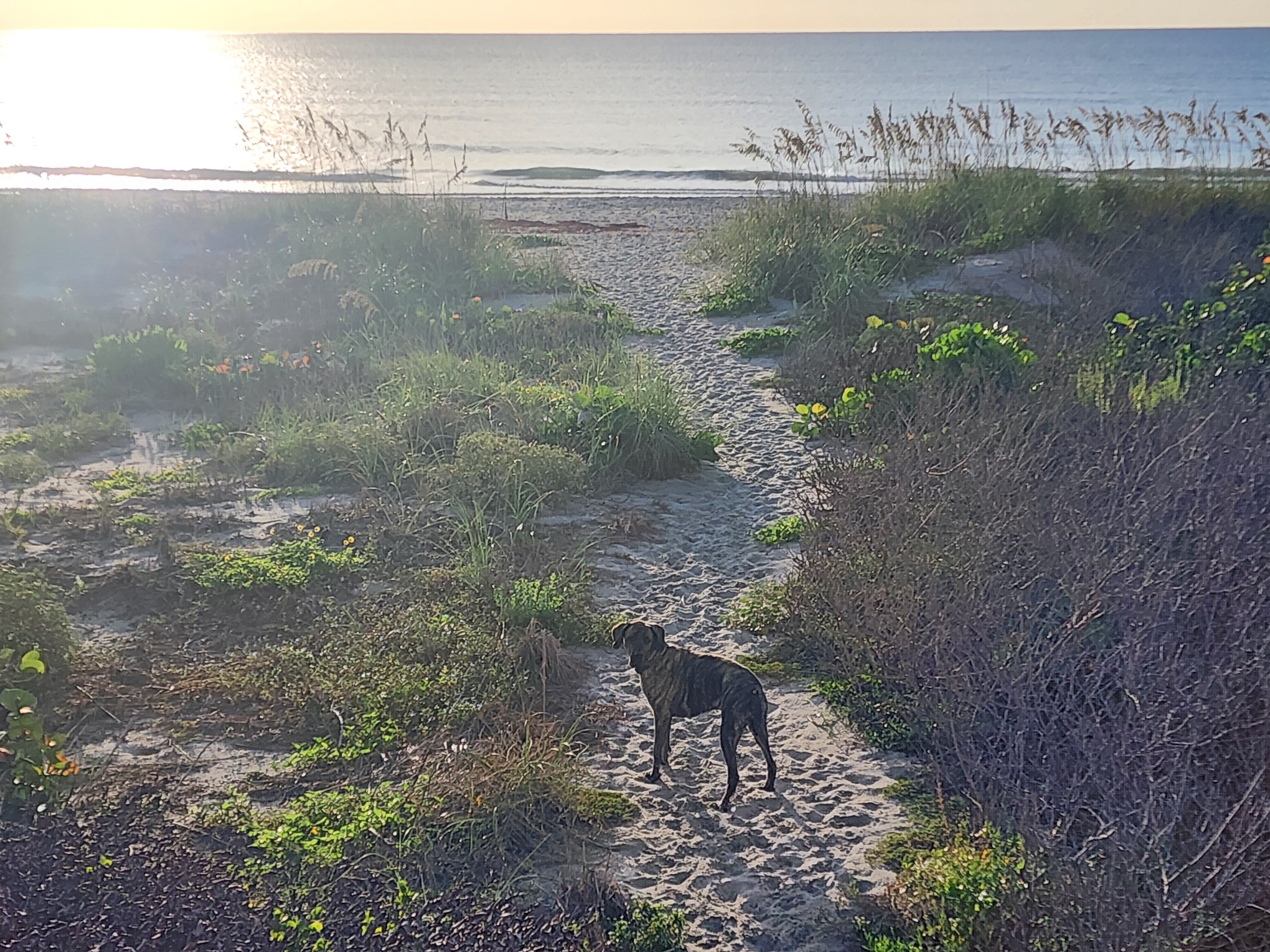 Athena, the resident brindle surf dog, standing on the sandy dune path down to the beach in early morning light, with small clean waves and glittering sun-lit water beyond the sea oats.
