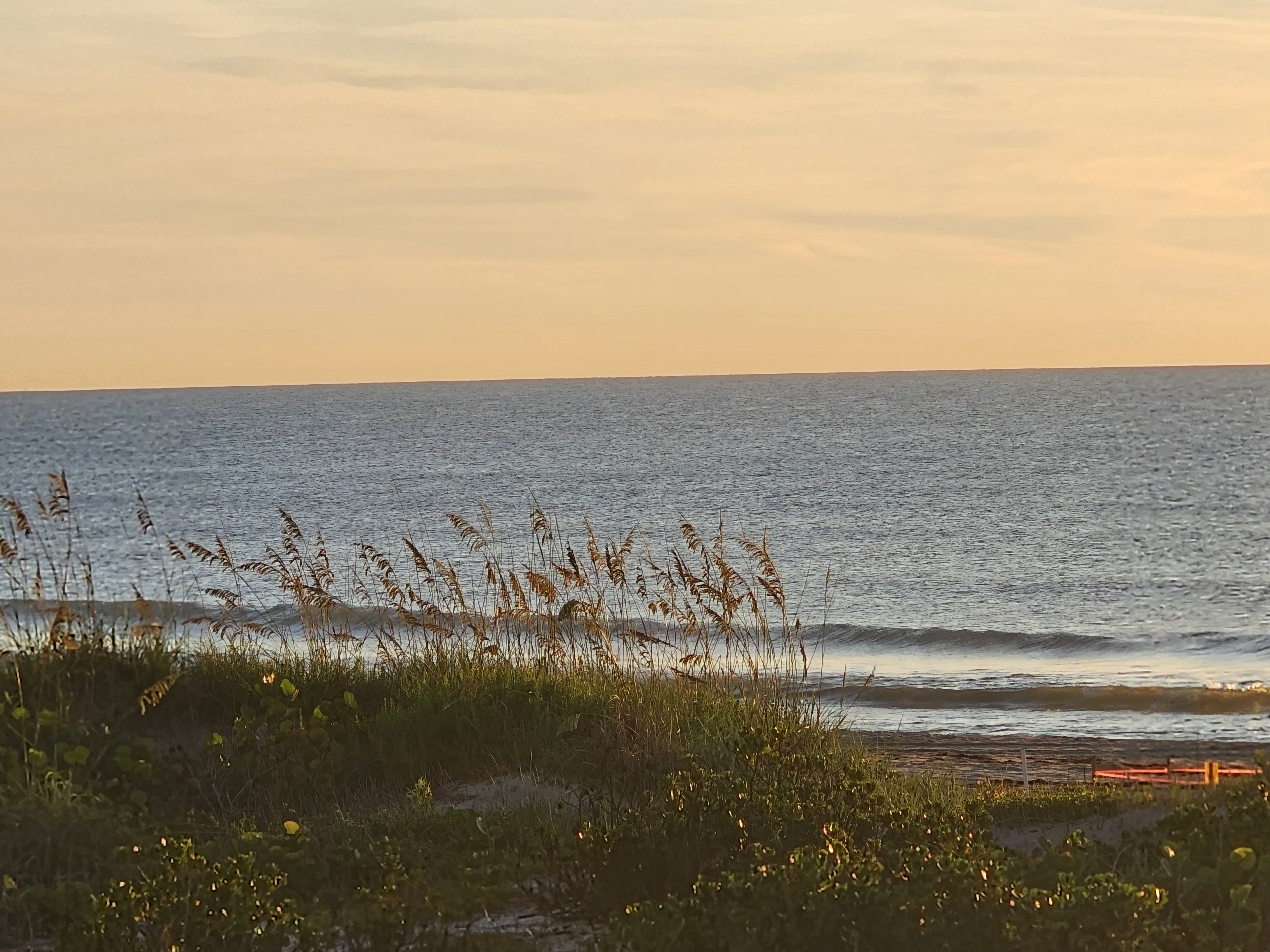 Golden sunrise sky over a calm ocean viewed through sea oats on the dune