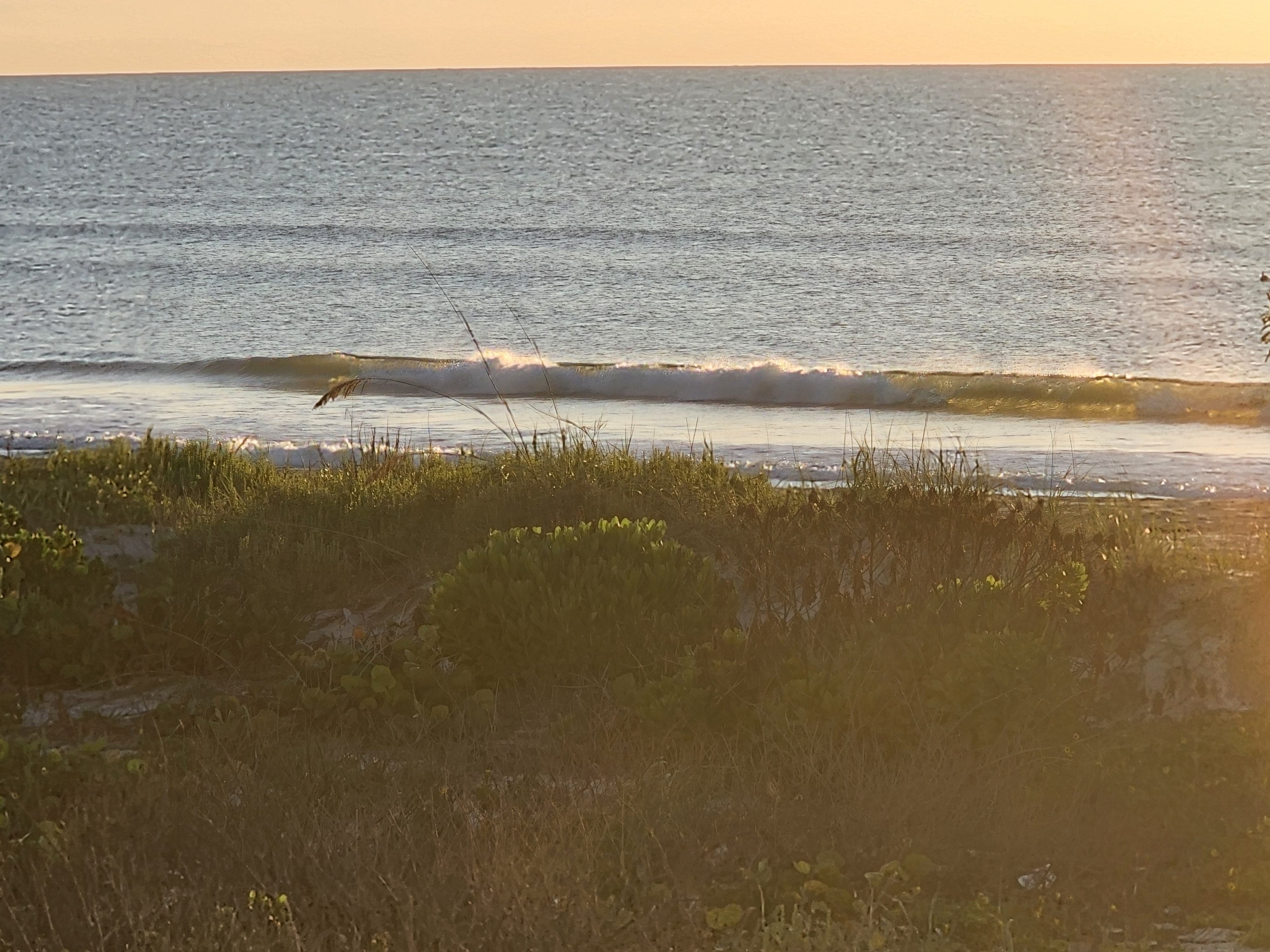 Small wave peeling nearshore in golden morning light beyond the dune vegetation