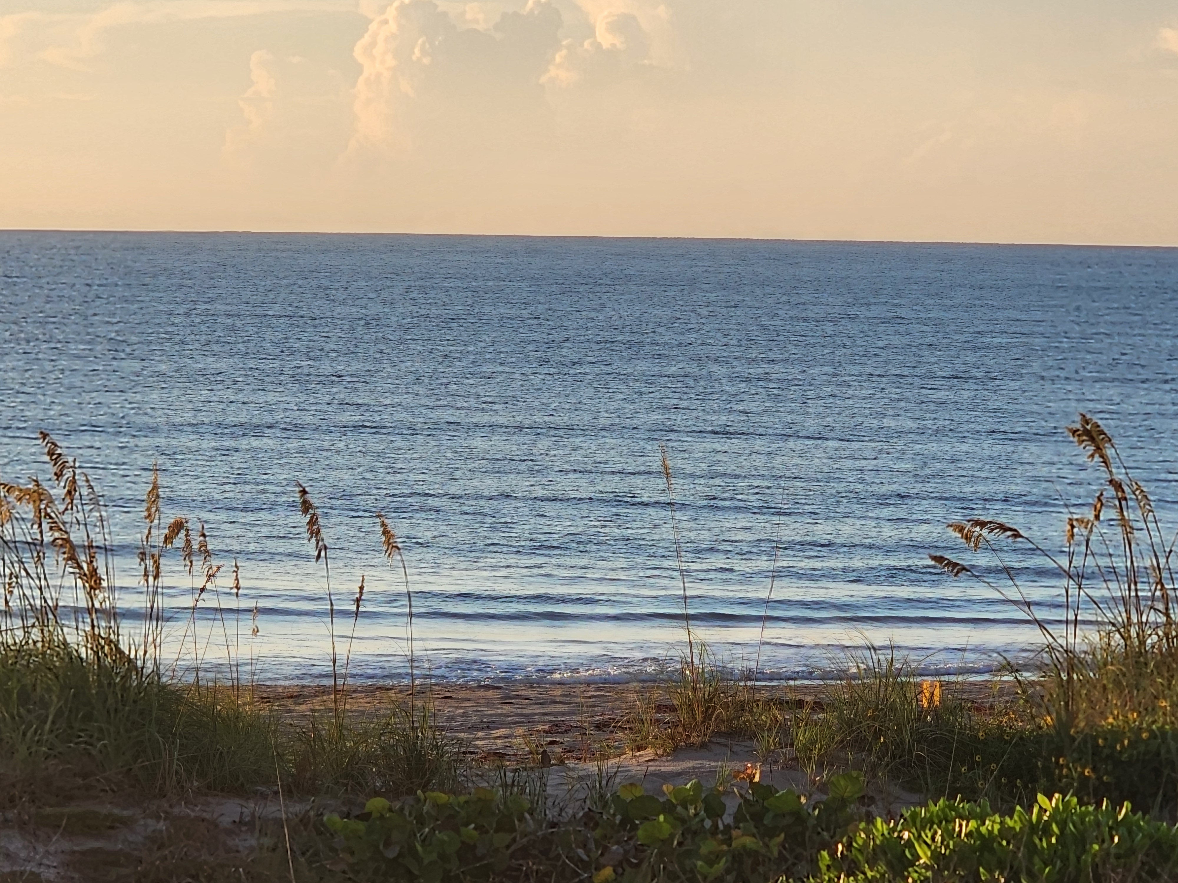 Wide view of a glassy blue ocean at low tide framed by sea oats