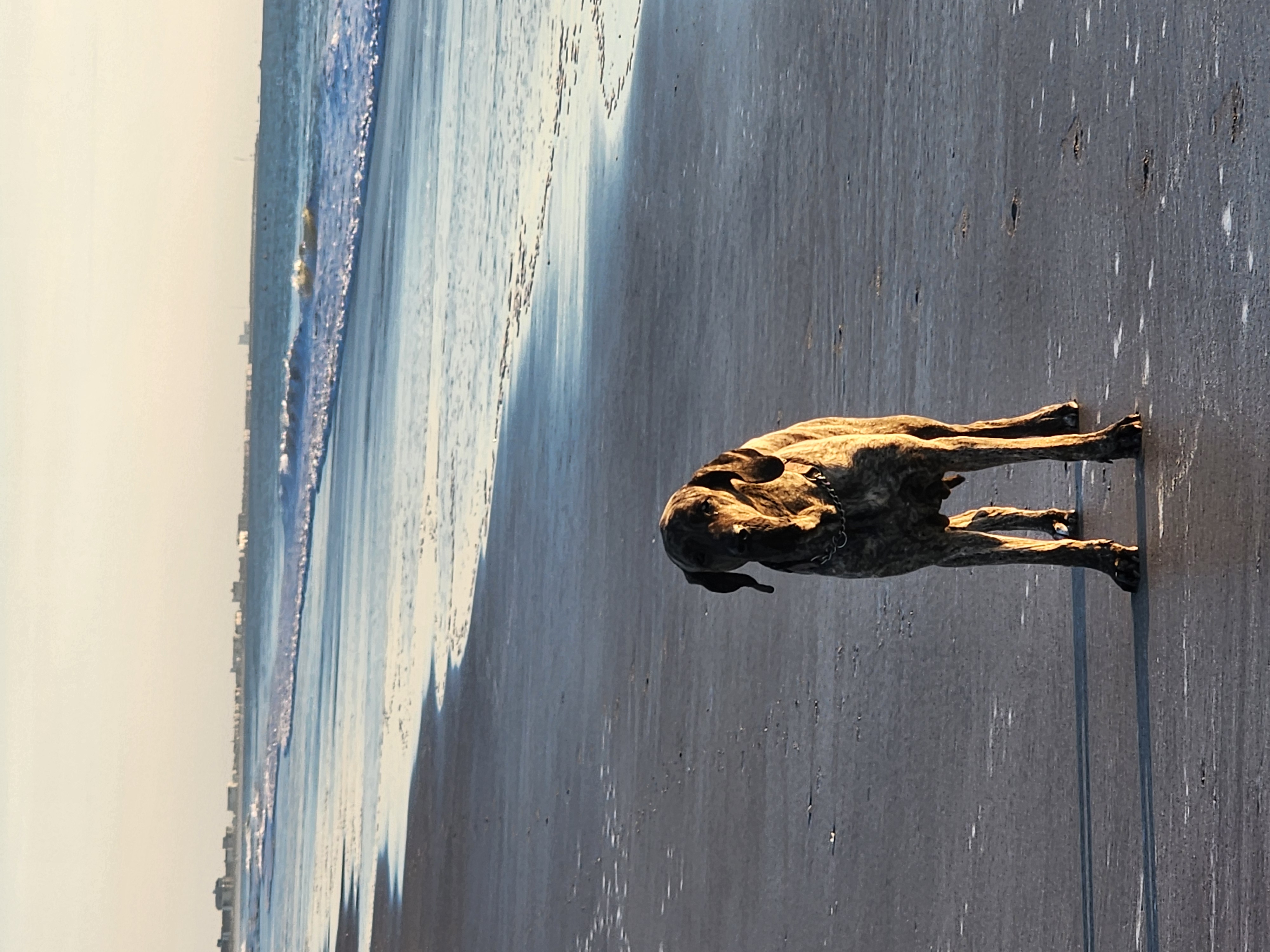 Athena the brindle dog standing on the wet sand at low tide with waves and the Cocoa Beach coastline behind her