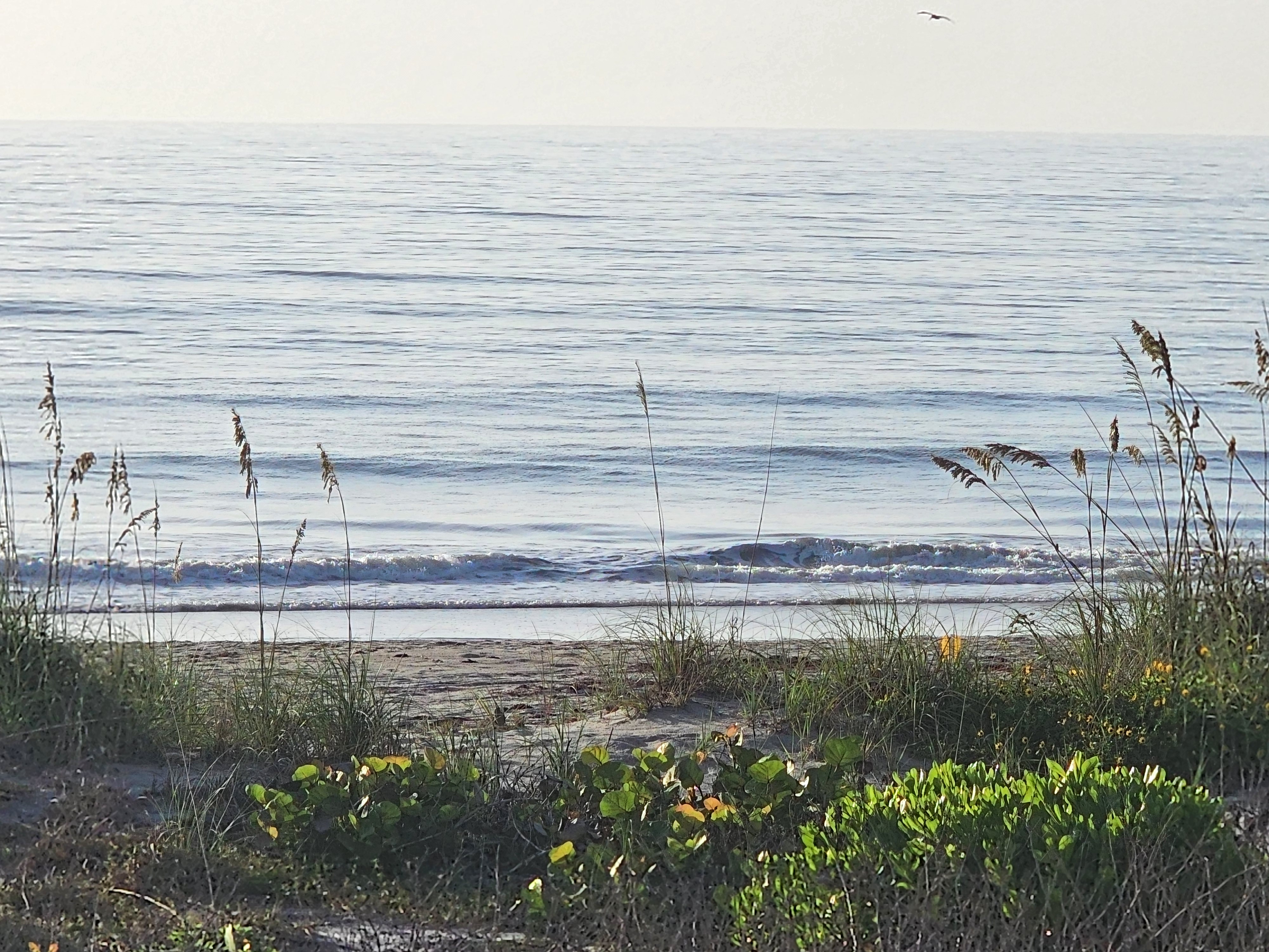 Sea oats sway in the foreground as a small wave rolls in and a bird flies overhead in the misty sky