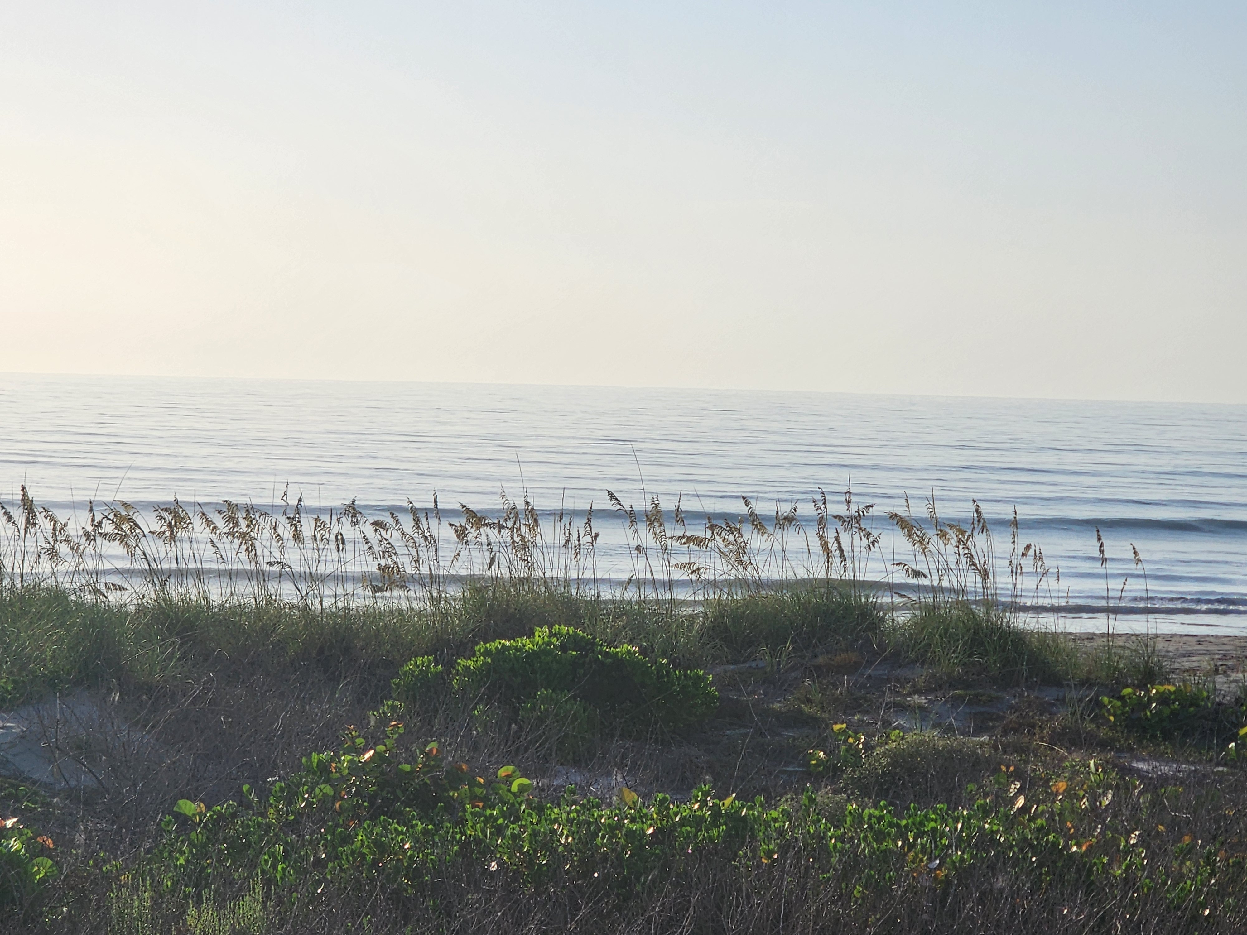 Wide view of dune grass and sea oats overlooking a glassy, hazy ocean at low tide
