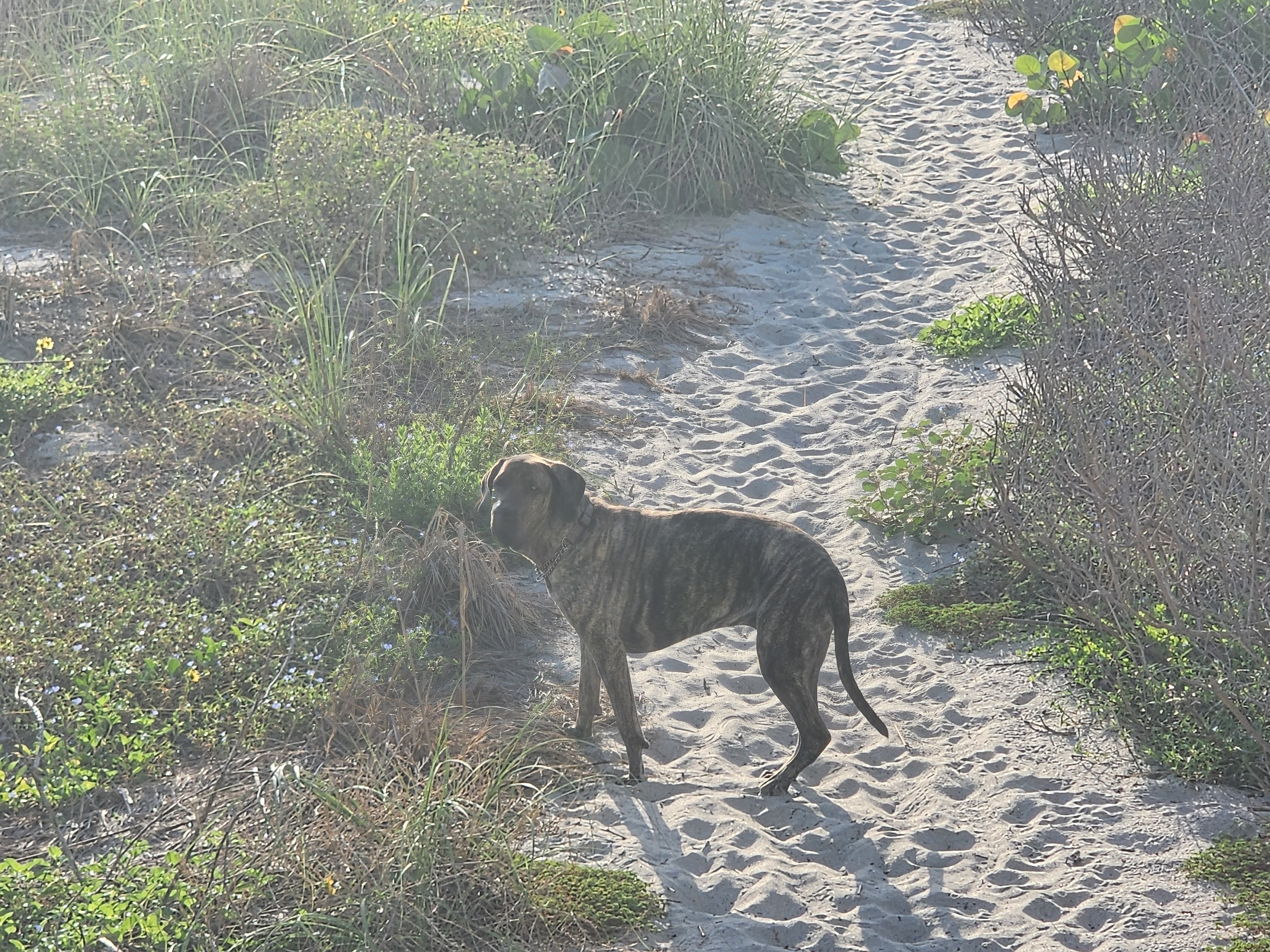 Athena the brindle dog stands on a sandy dune path surrounded by beach vegetation