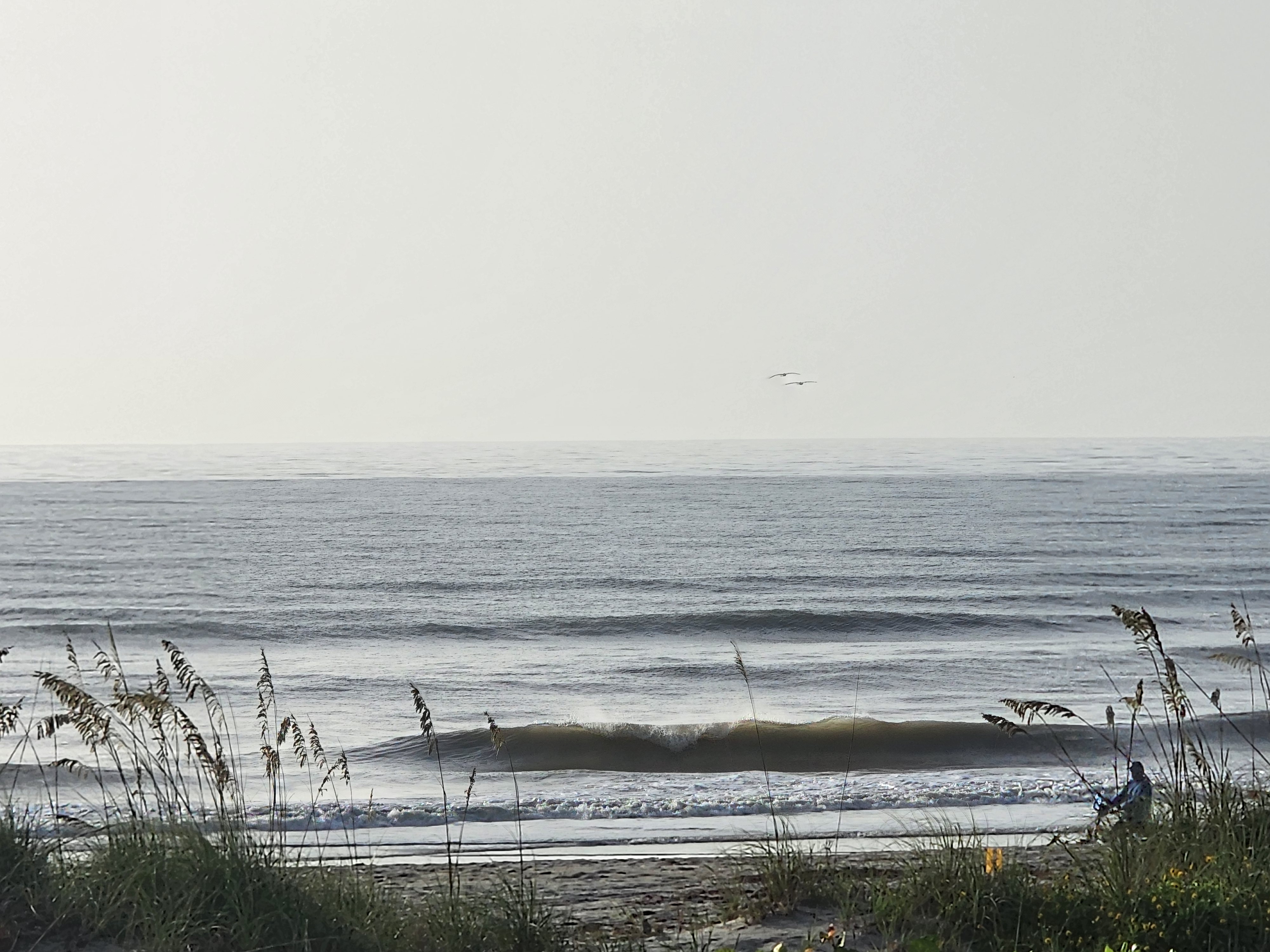 Two pelicans flying over a clean peeling wave seen through sea oats at the dune crossover, South Cocoa Beach, July 2026
