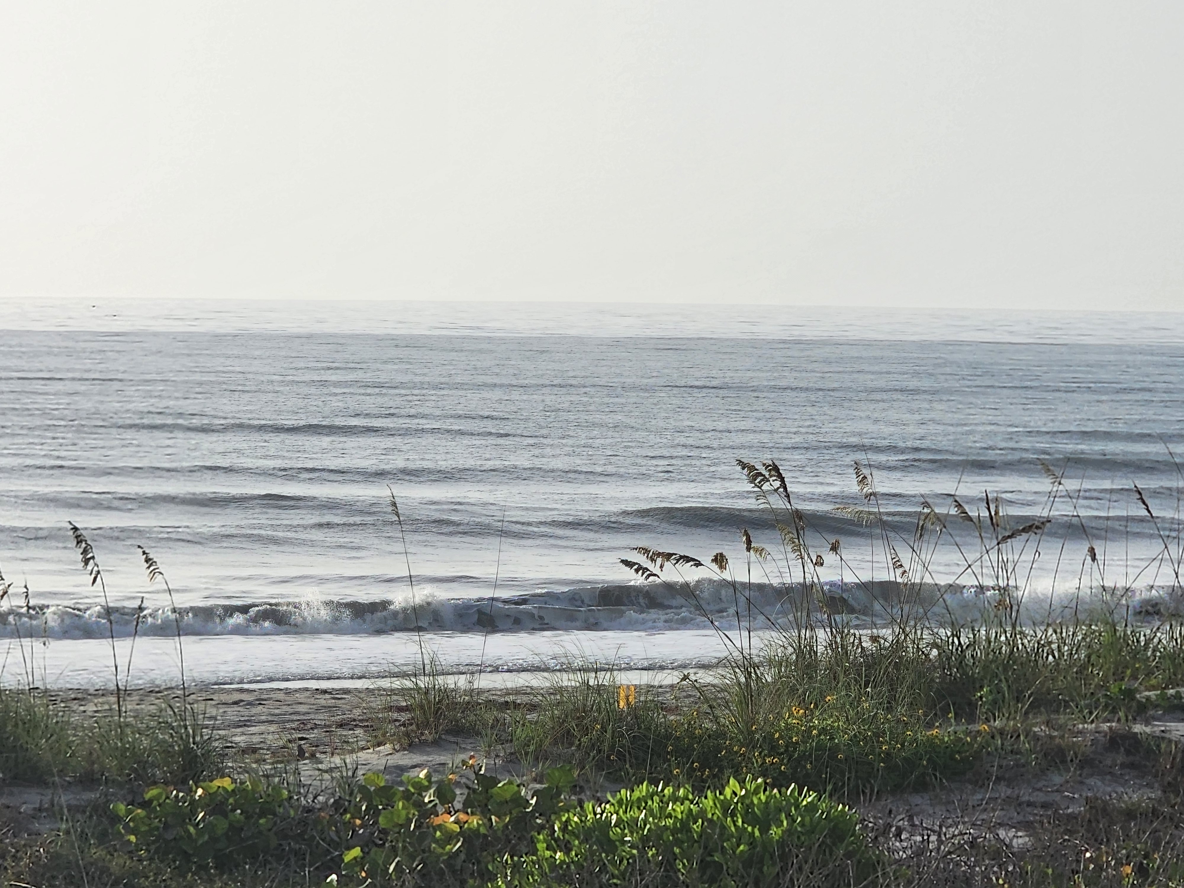 Long period swell lines rolling in past sea oats and beach flowers, South Cocoa Beach, July 2026