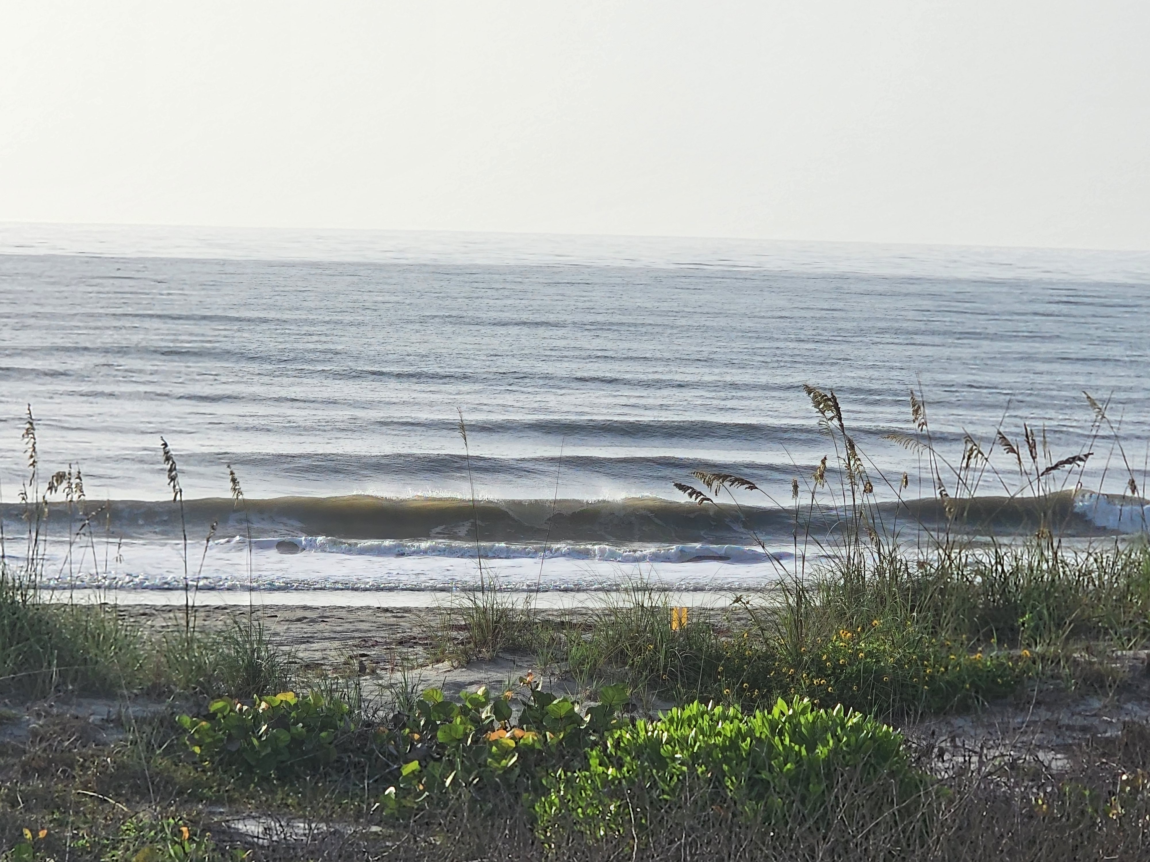 Clean wave breaking near shore framed by sea oats and dune vegetation, South Cocoa Beach, July 2026