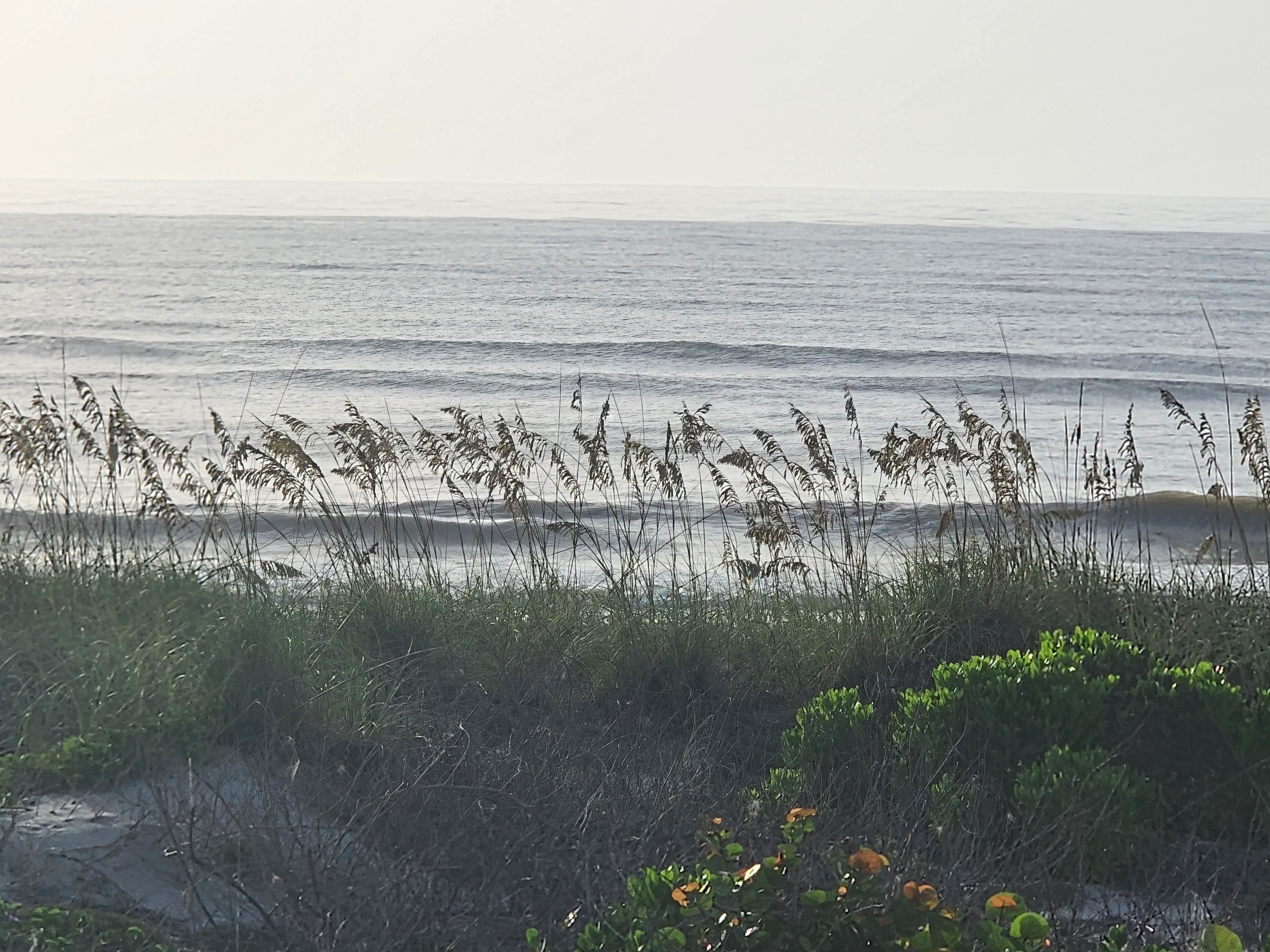 Long period swell viewed through swaying sea oats at the dune crossover, South Cocoa Beach, July 2026