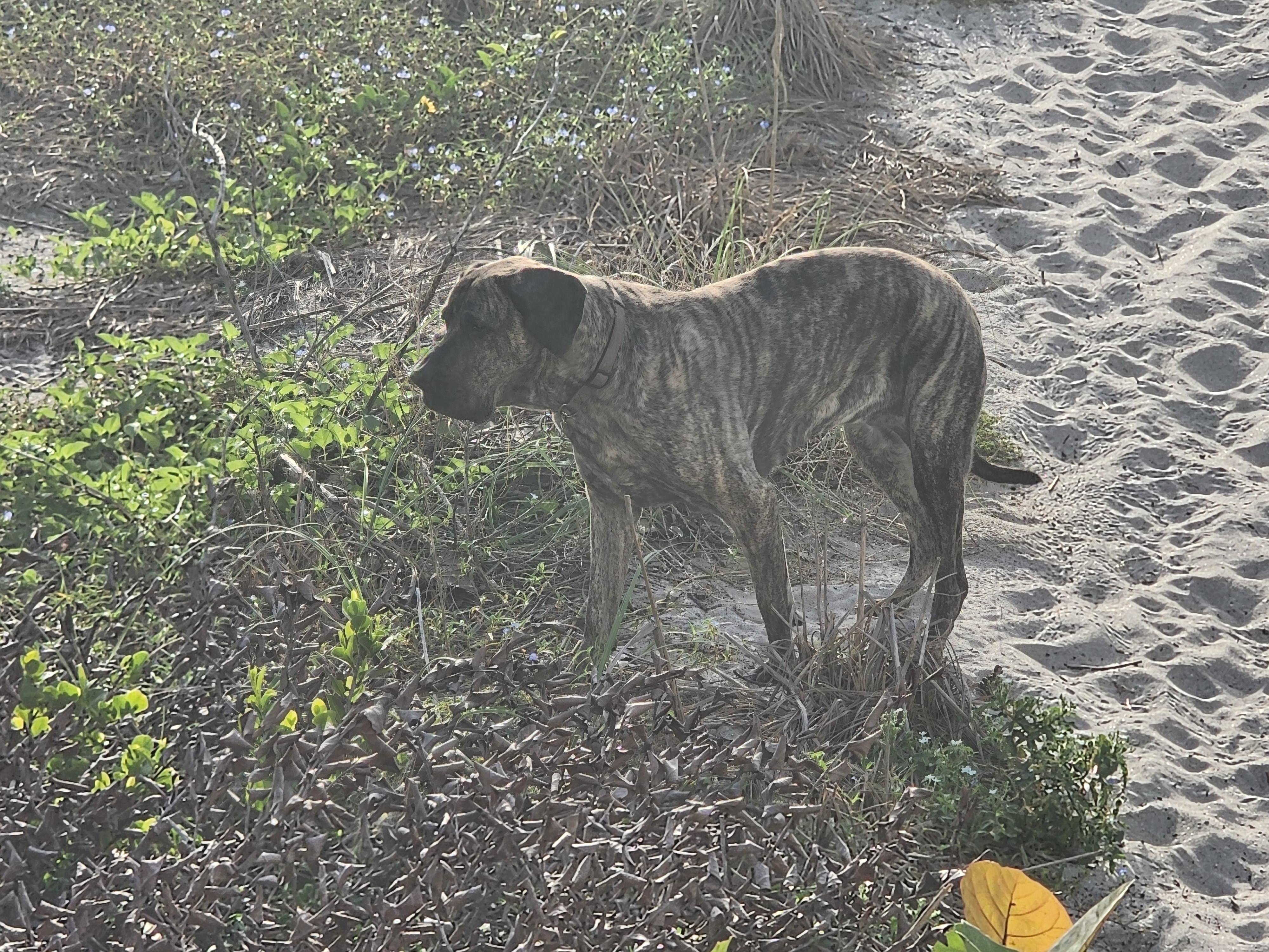 Athena the brindle surf dog checking out the dune vegetation and sand trail, South Cocoa Beach, July 2026
