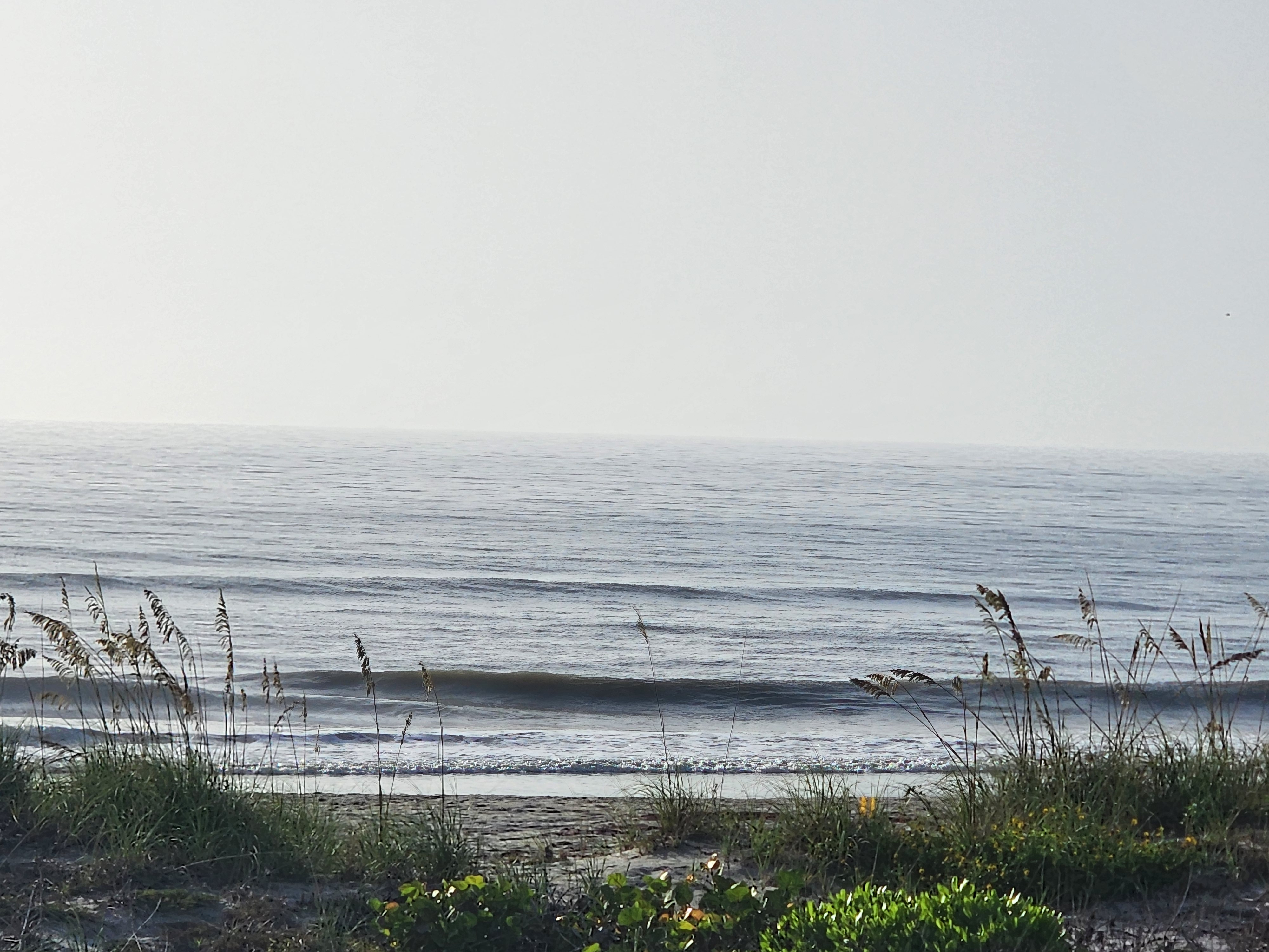 Small clean wave peeling past sea oats at the dune crossover, South Cocoa Beach, July 2026