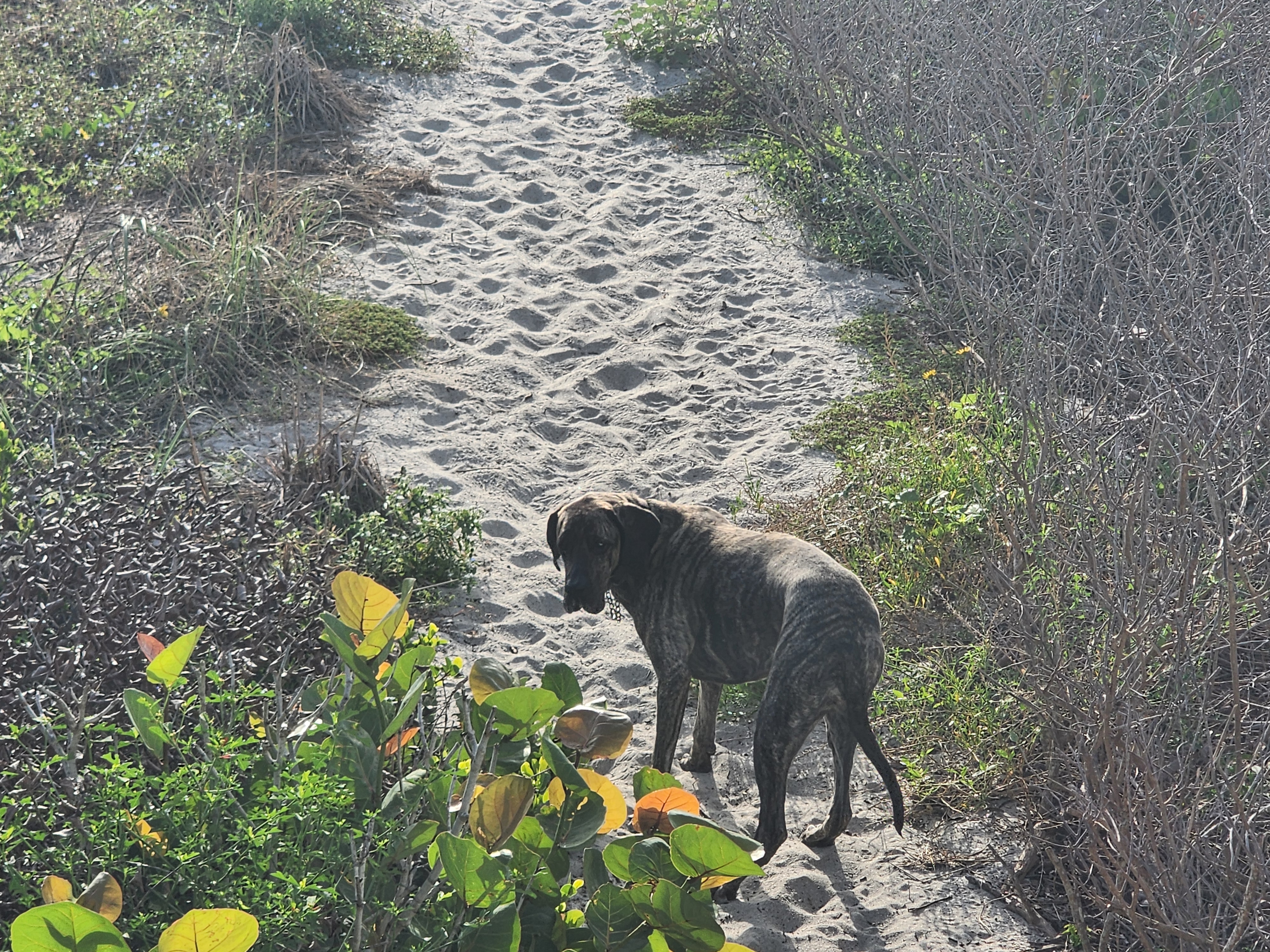 Athena the brindle surf dog looking back on the sandy dune trail, South Cocoa Beach, July 2026