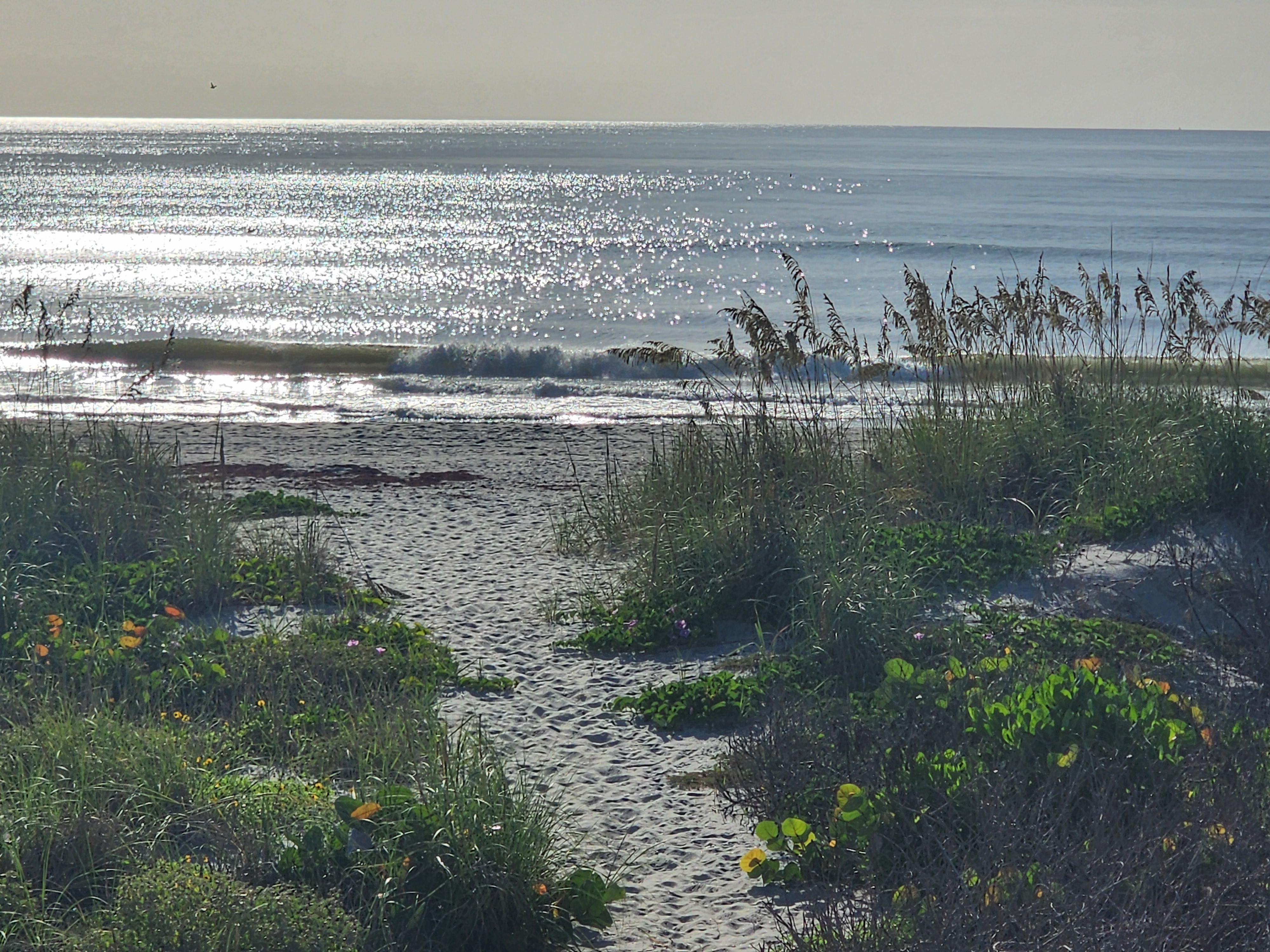 Sandy dune path leading to sparkling surf framed by sea oats, South Cocoa Beach, July 2026
