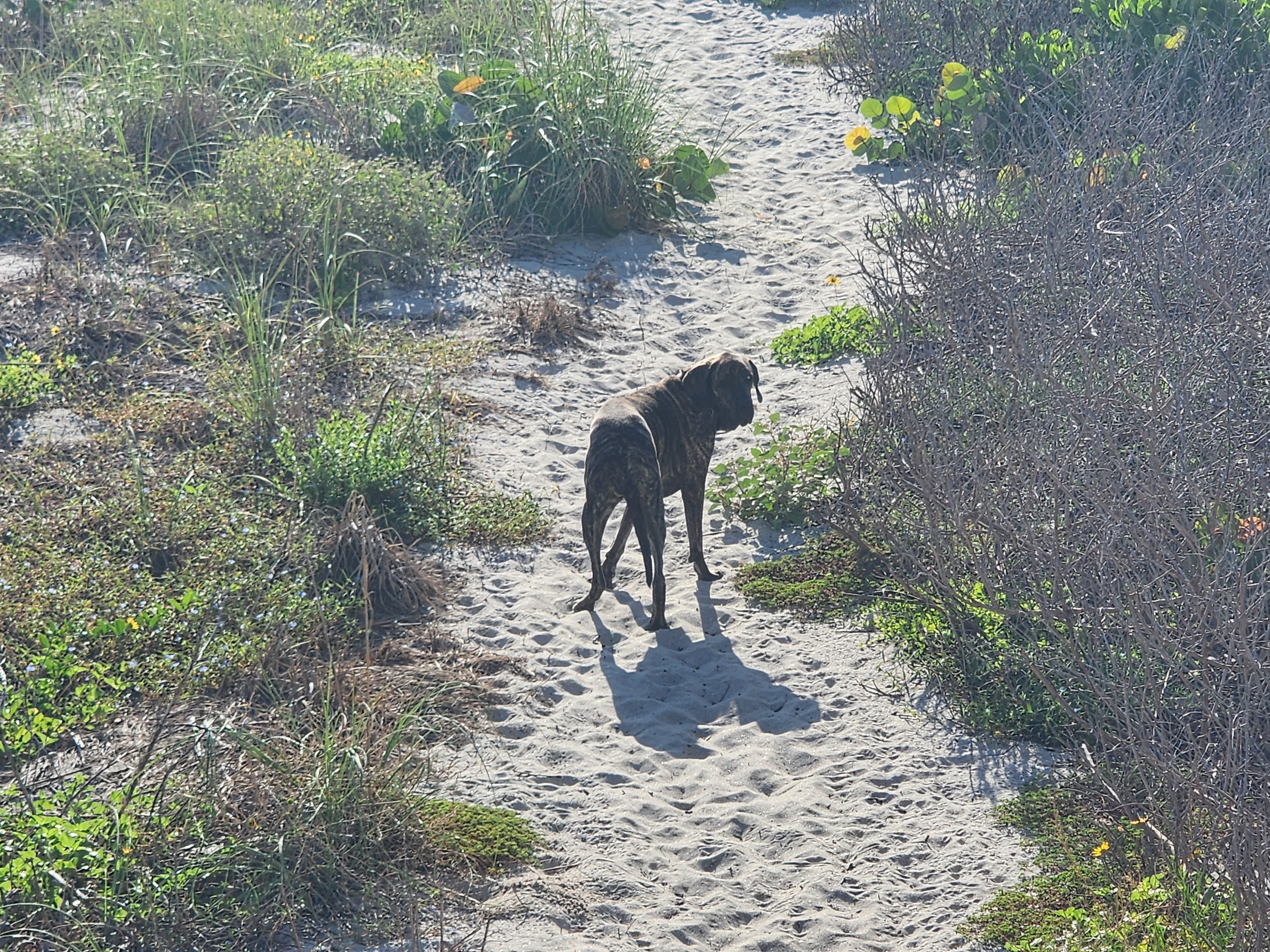 Athena the brindle surf dog walking the sandy dune trail, South Cocoa Beach, July 2026