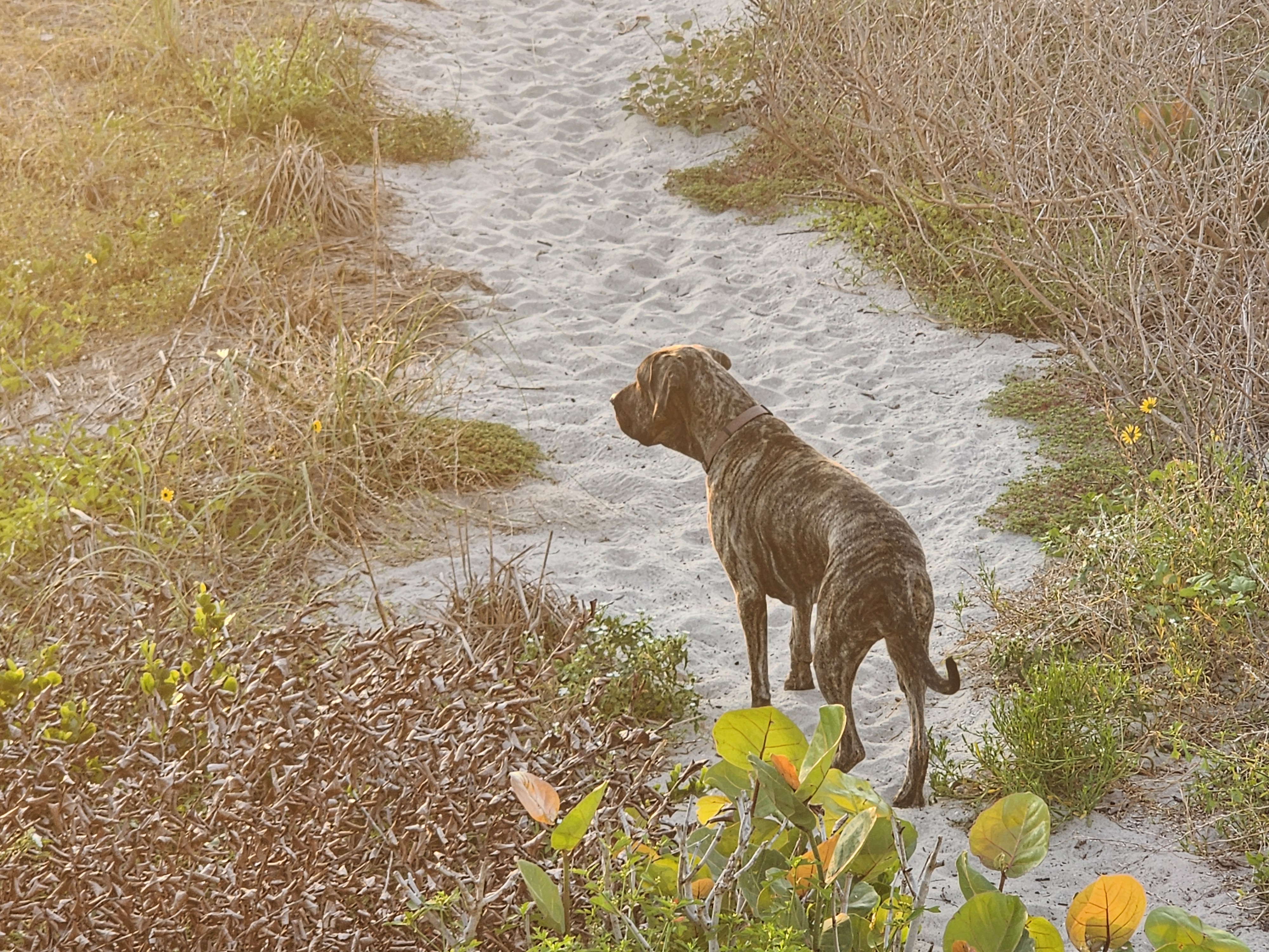 Athena the brindle surf dog looking down the sandy dune path at sunrise, South Cocoa Beach, July 2026