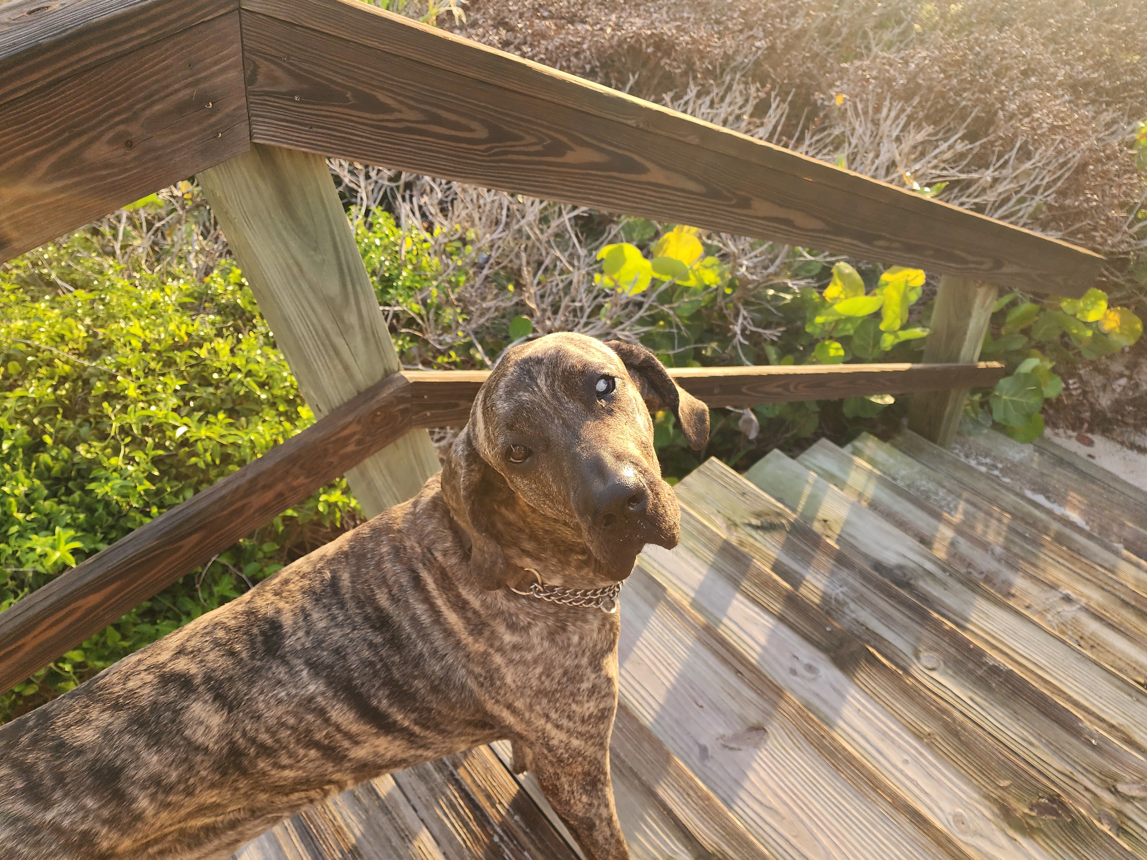 Athena the brindle surf dog looking back from a wooden boardwalk staircase, South Cocoa Beach, July 2026