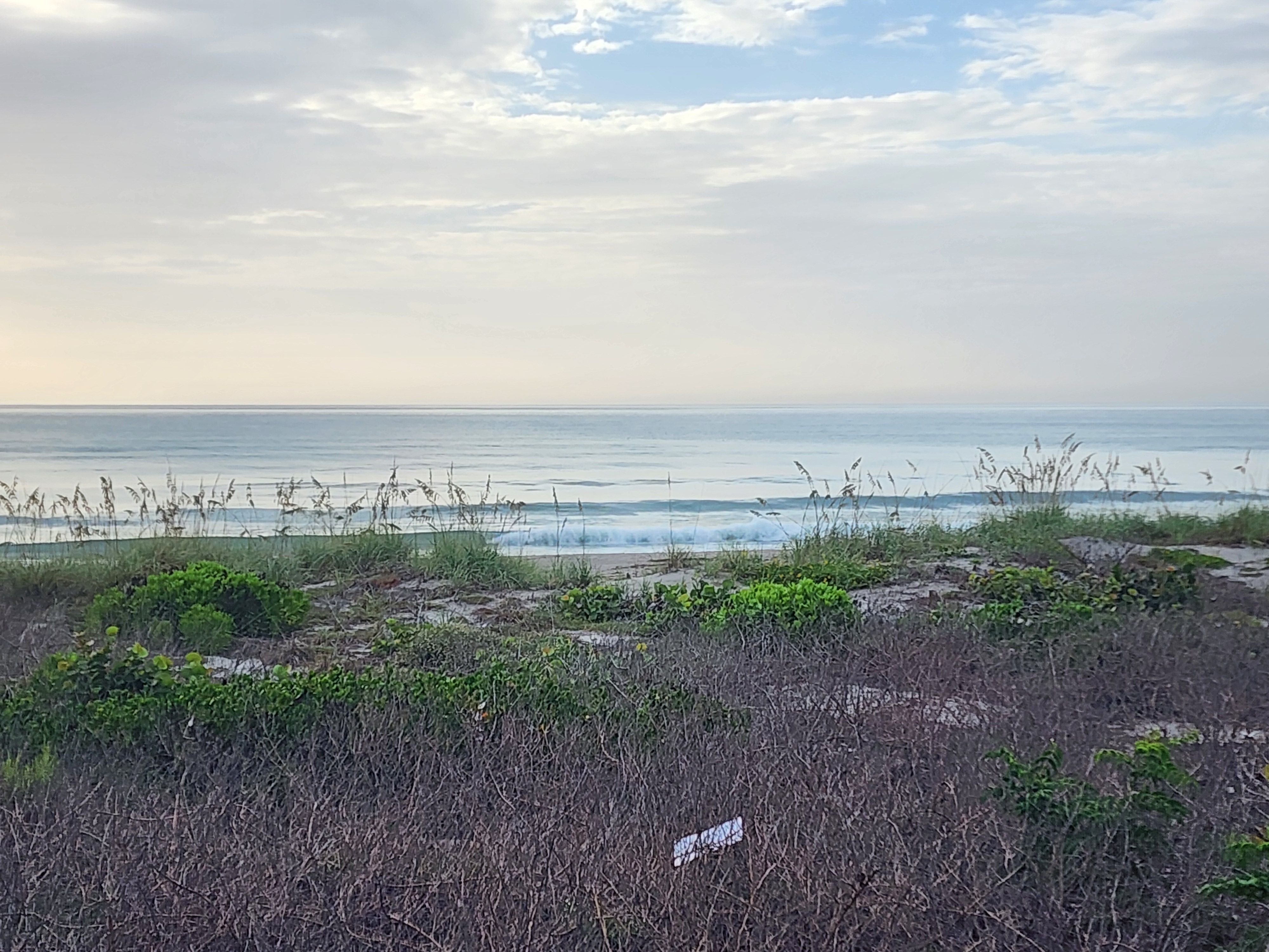 Sea oats swaying with soft waves breaking in muted morning light, South Cocoa Beach, July 2026