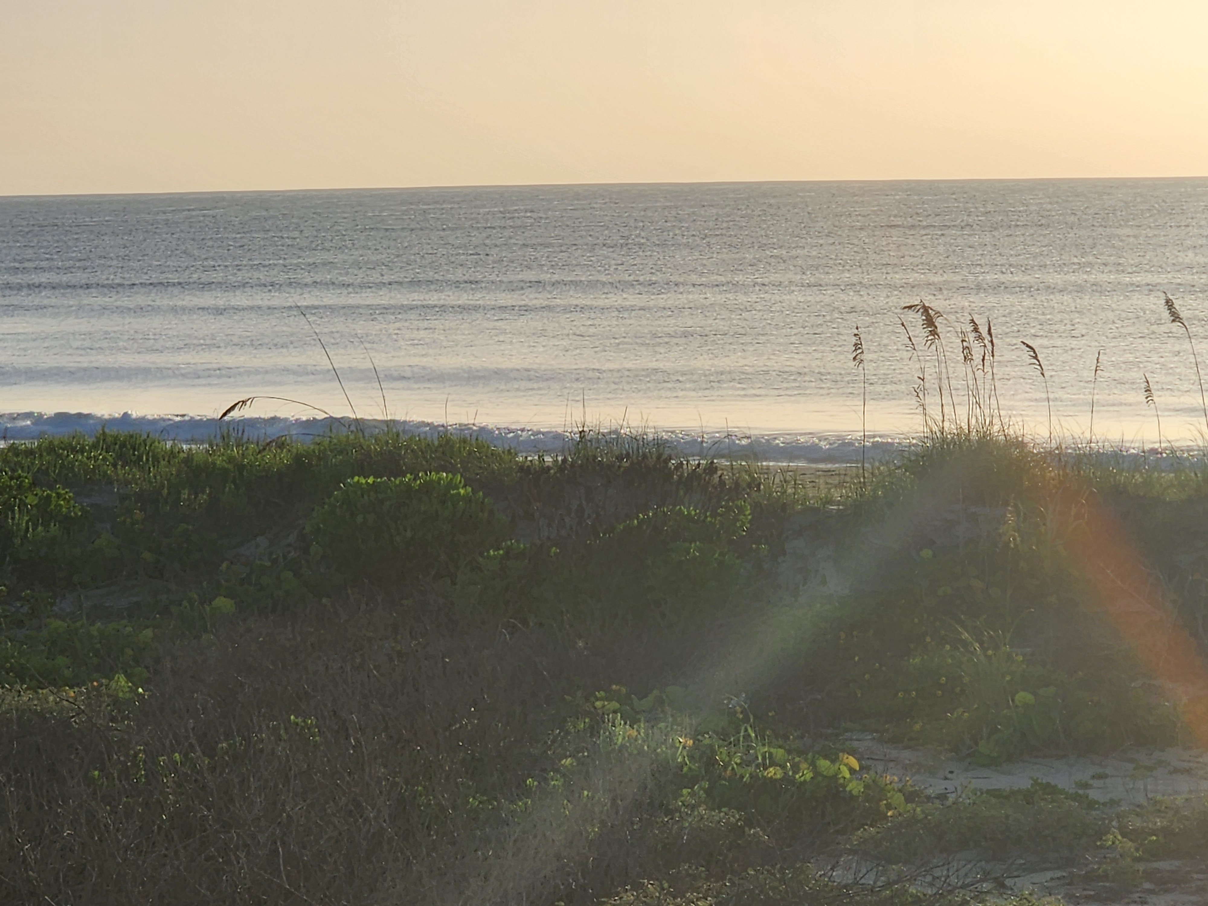 Soft morning light over gentle rolling waves, green dune vegetation in foreground with hazy sun glare