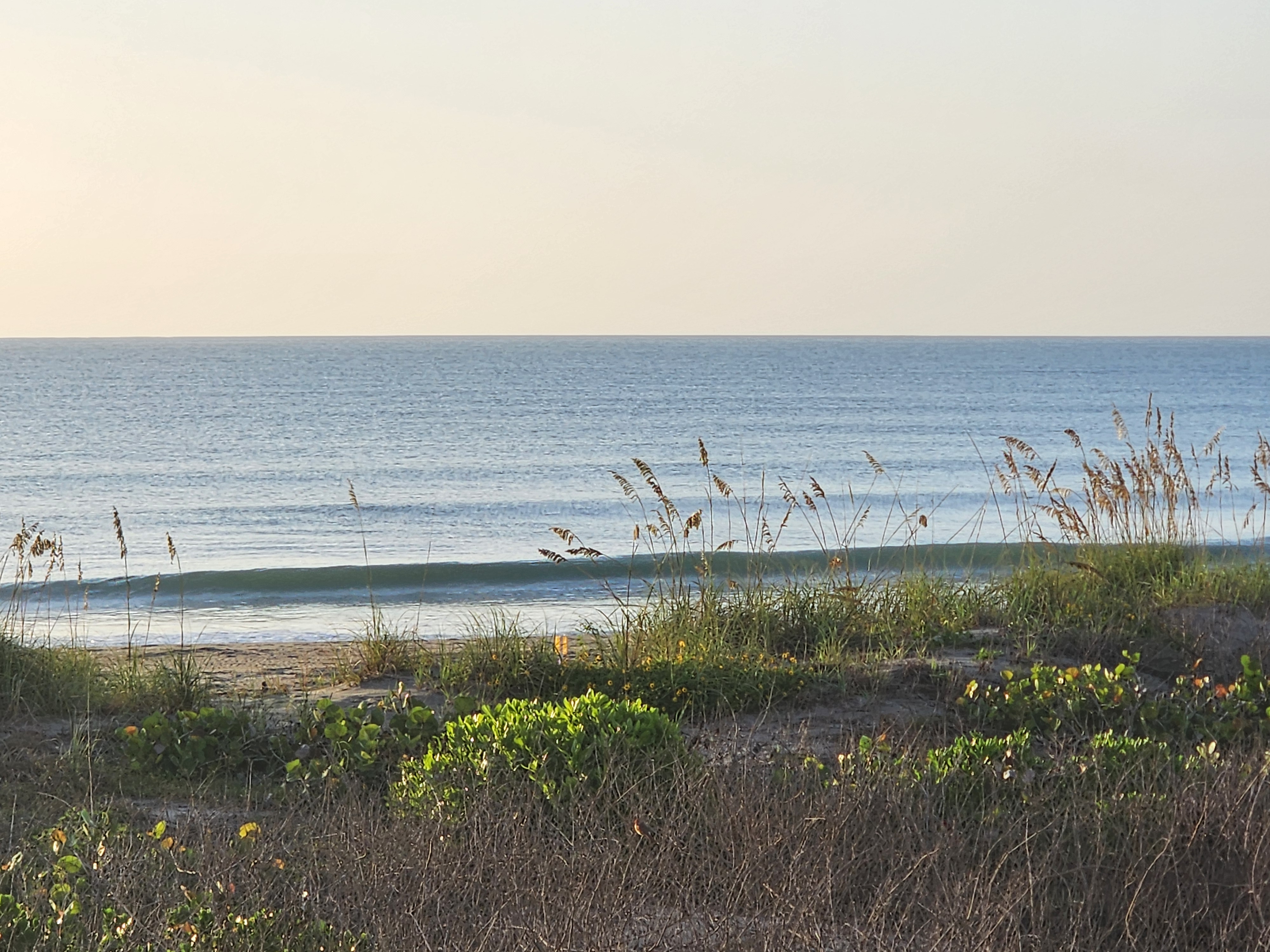 Clear blue morning ocean with small wave breaking, sea oats and dune vegetation in foreground