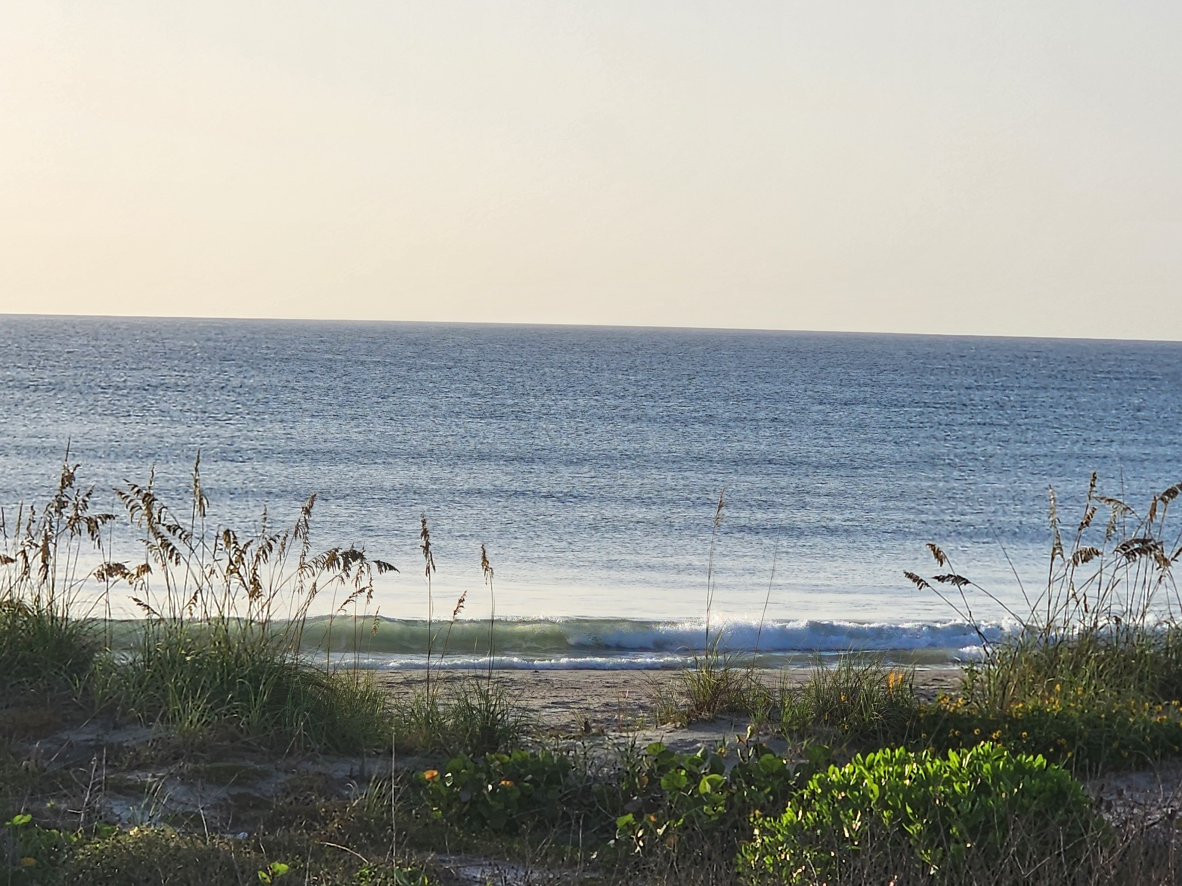 Athena the brindle dog walking along the shoreline at sunrise