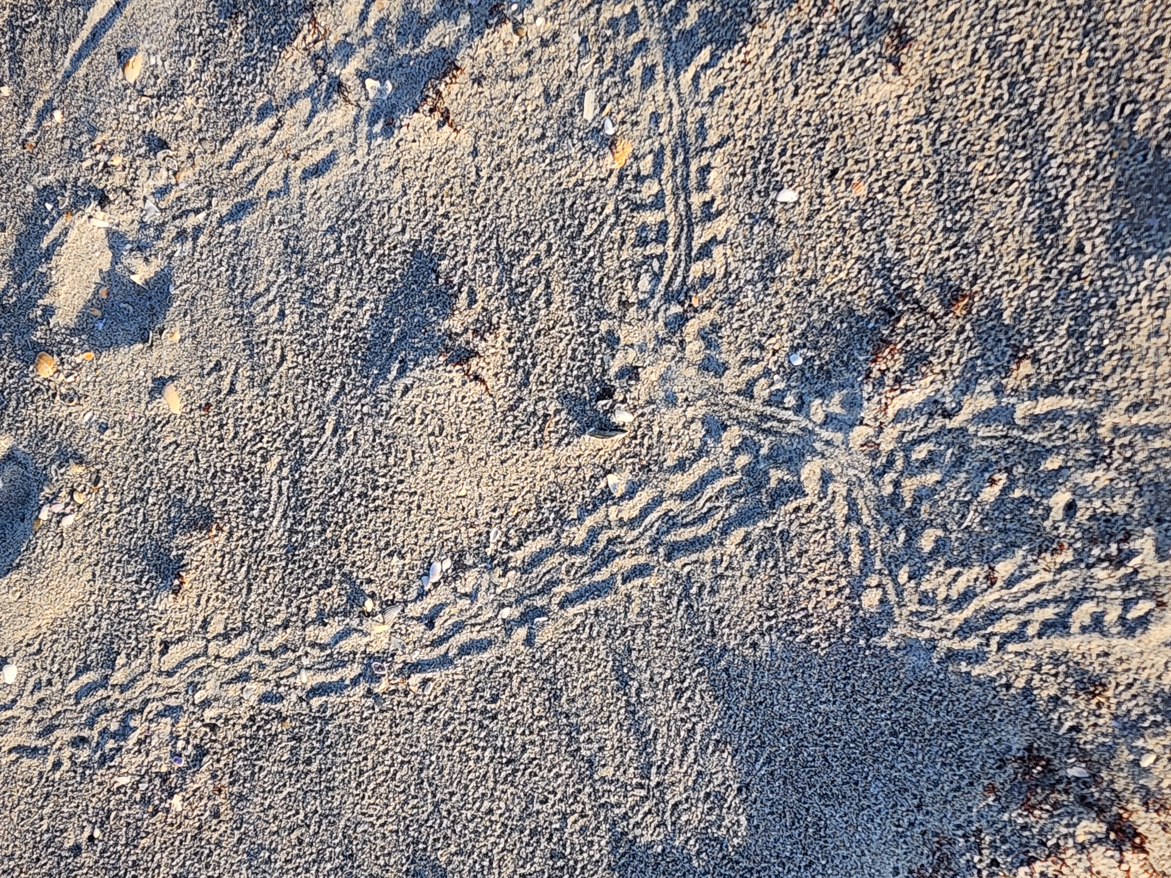 View of a small breaking wave through sea oats and dune grass