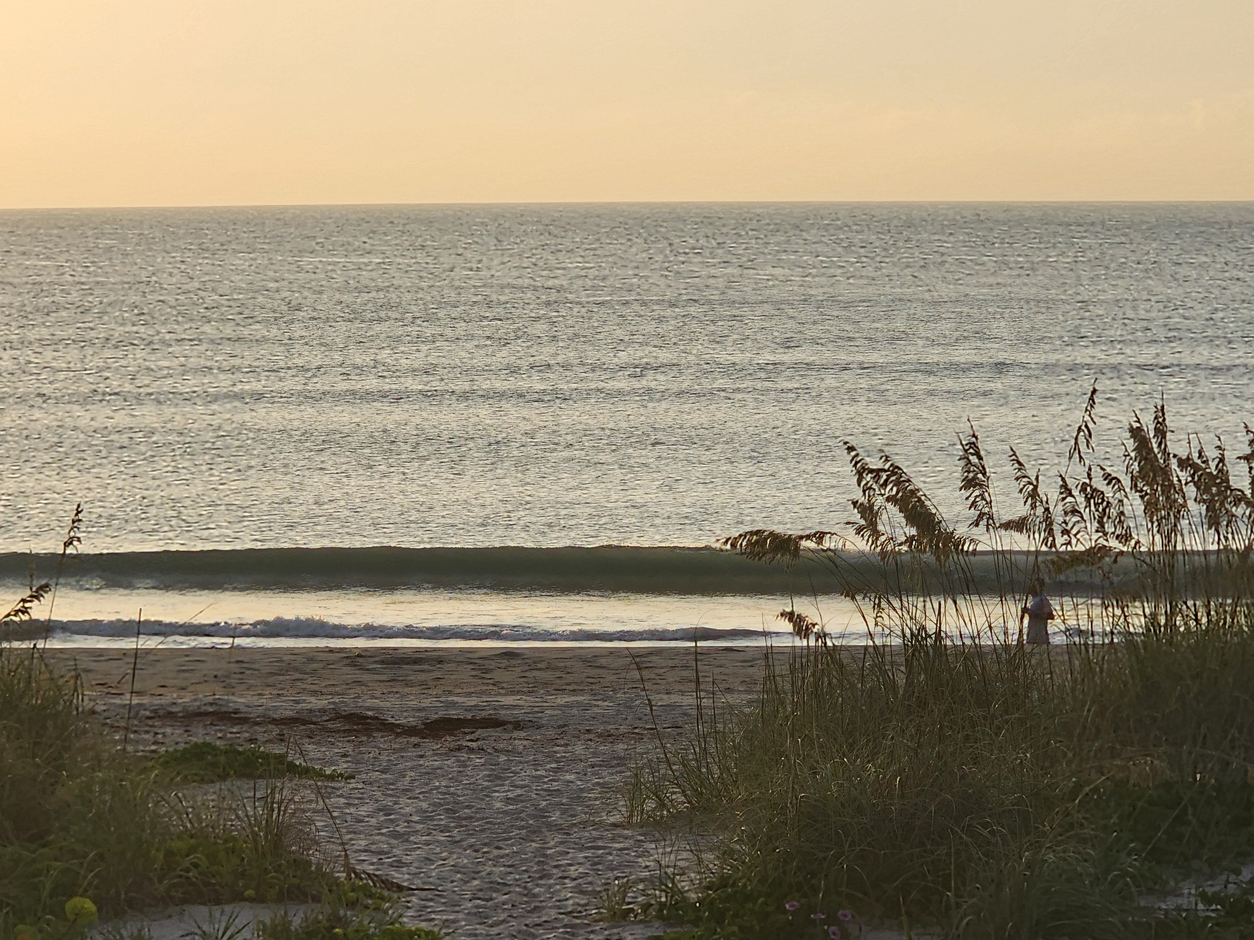 Sea oats silhouetted against a clean 1' wave peeling along the sandbar under a soft golden sky