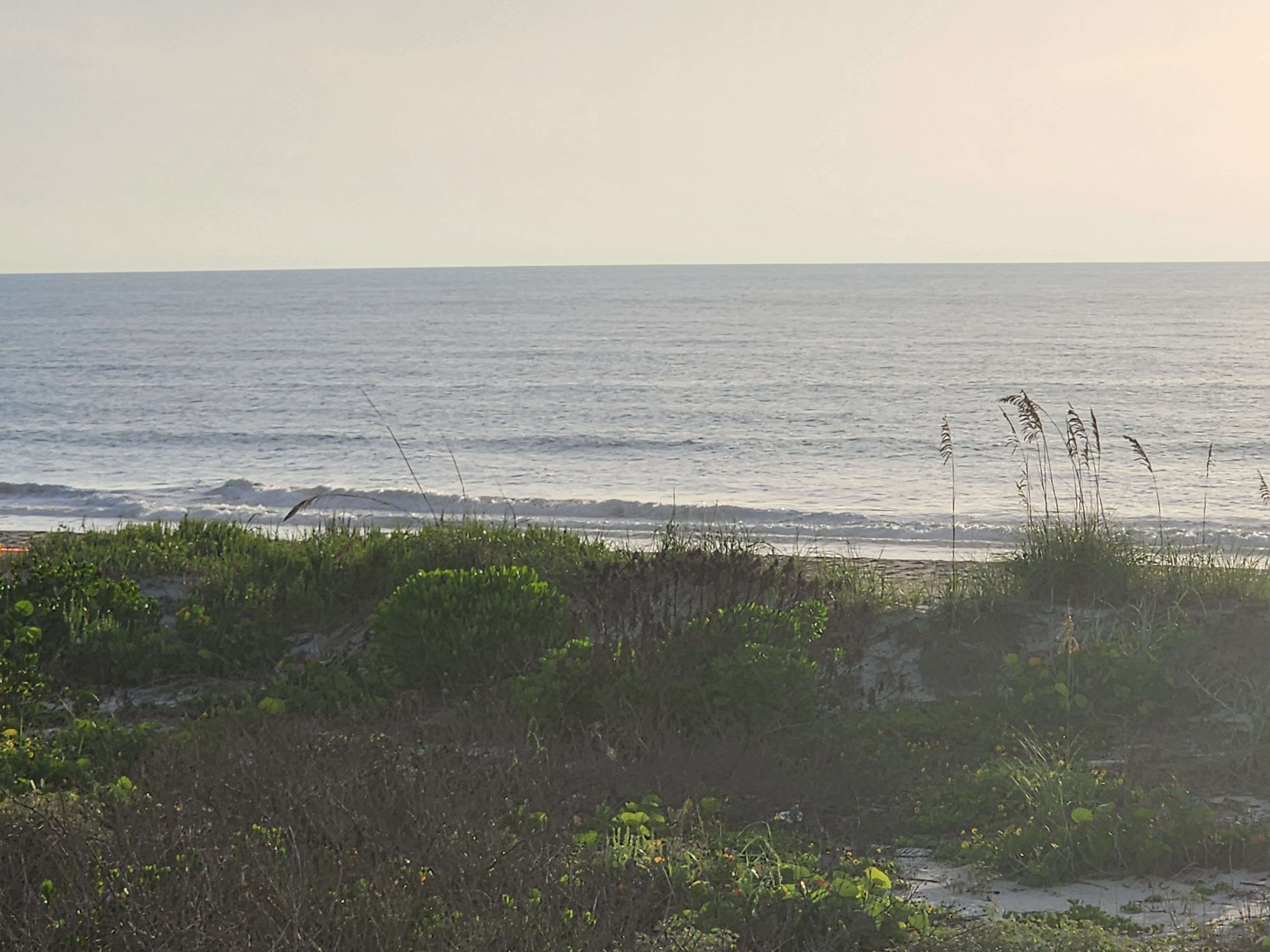 Beach and small breaking waves framed by sea grape and dune plants in the early morning glow