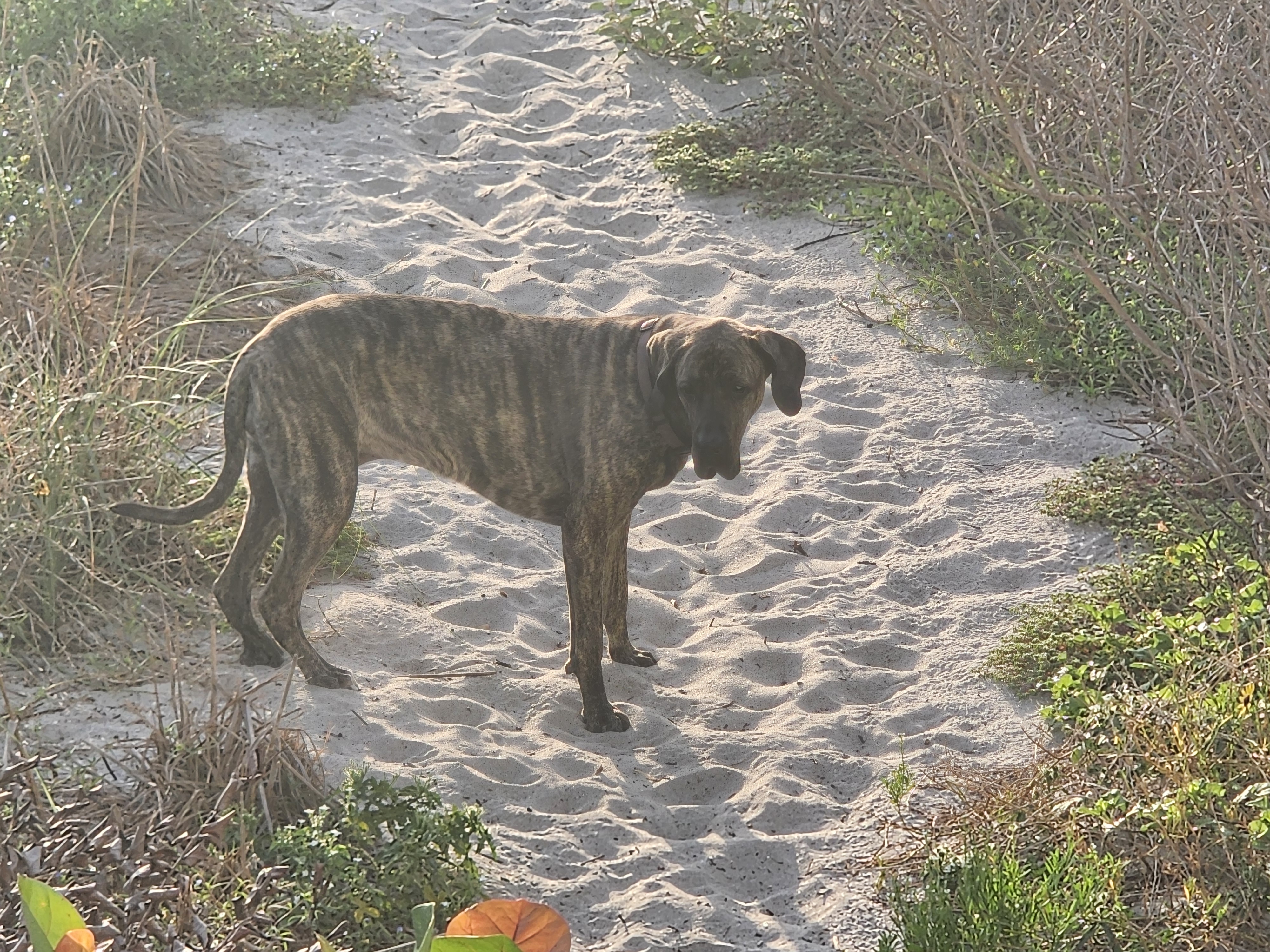 Athena, brindle dog, standing on the sandy dune path looking back toward the camera, morning light through the vegetation