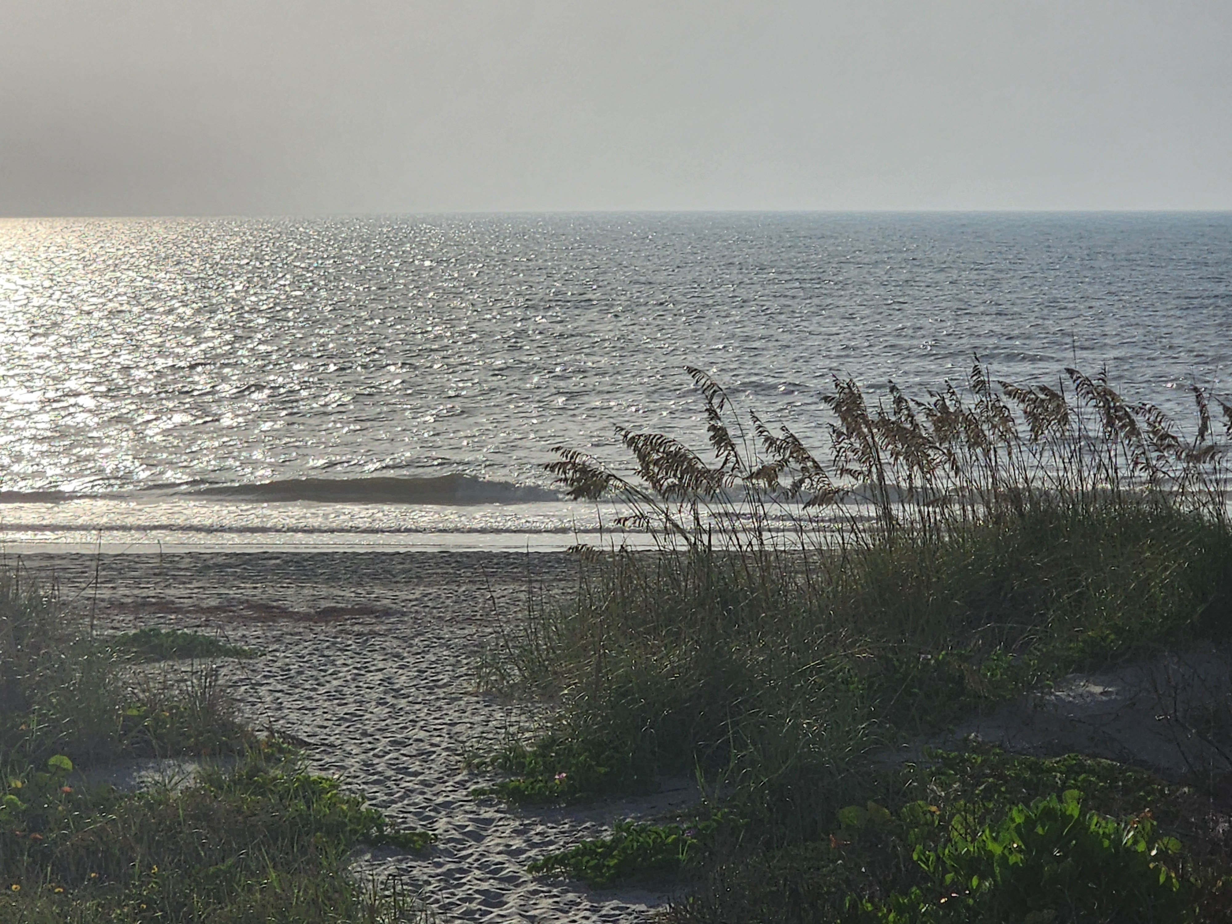 Backlit morning view of a small wave peeling with sun glinting off the water, sea oats silhouetted against the glare