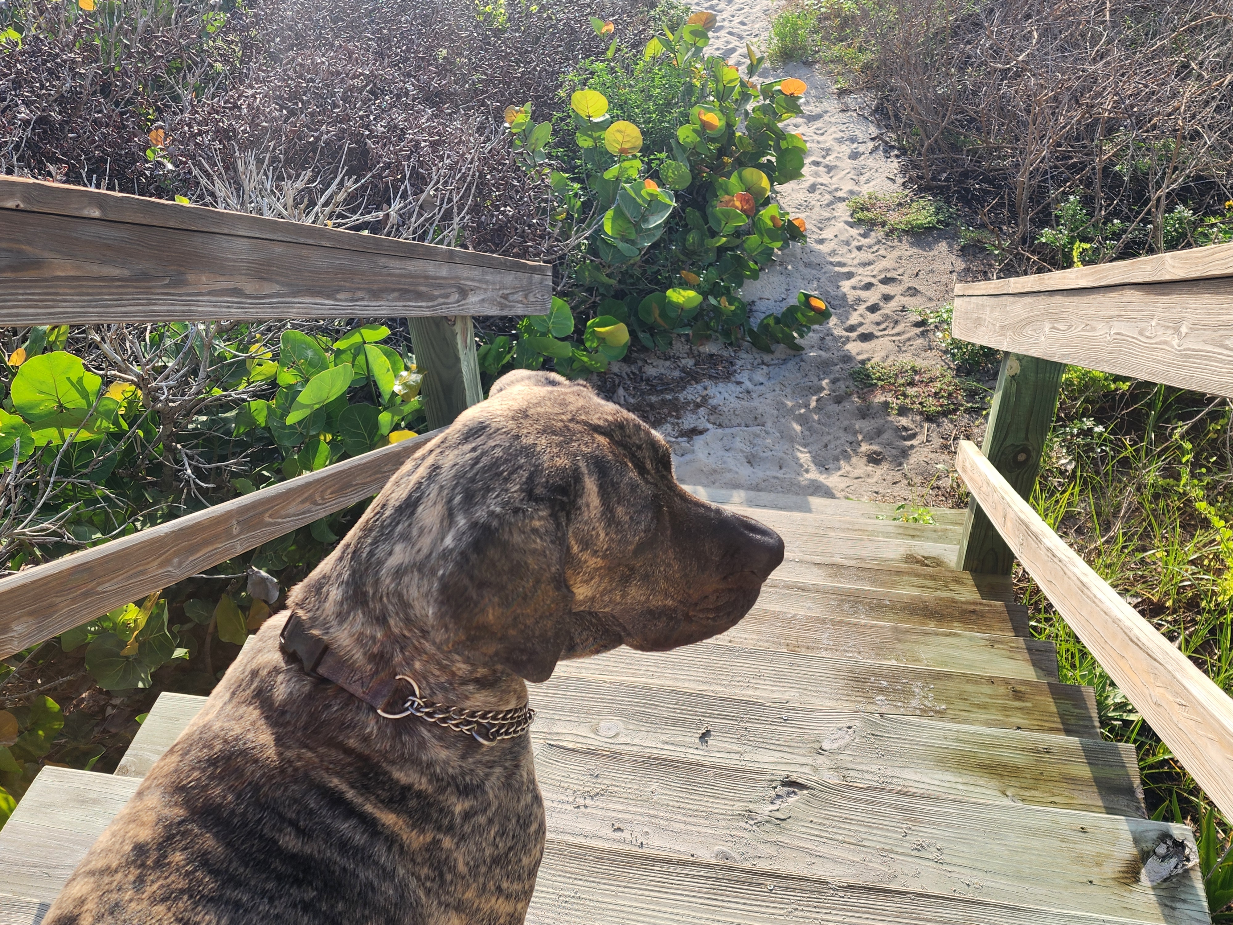 Athena, brindle dog, sitting at the top of the wooden dune stairs in profile, looking out toward the sand path and sea grape