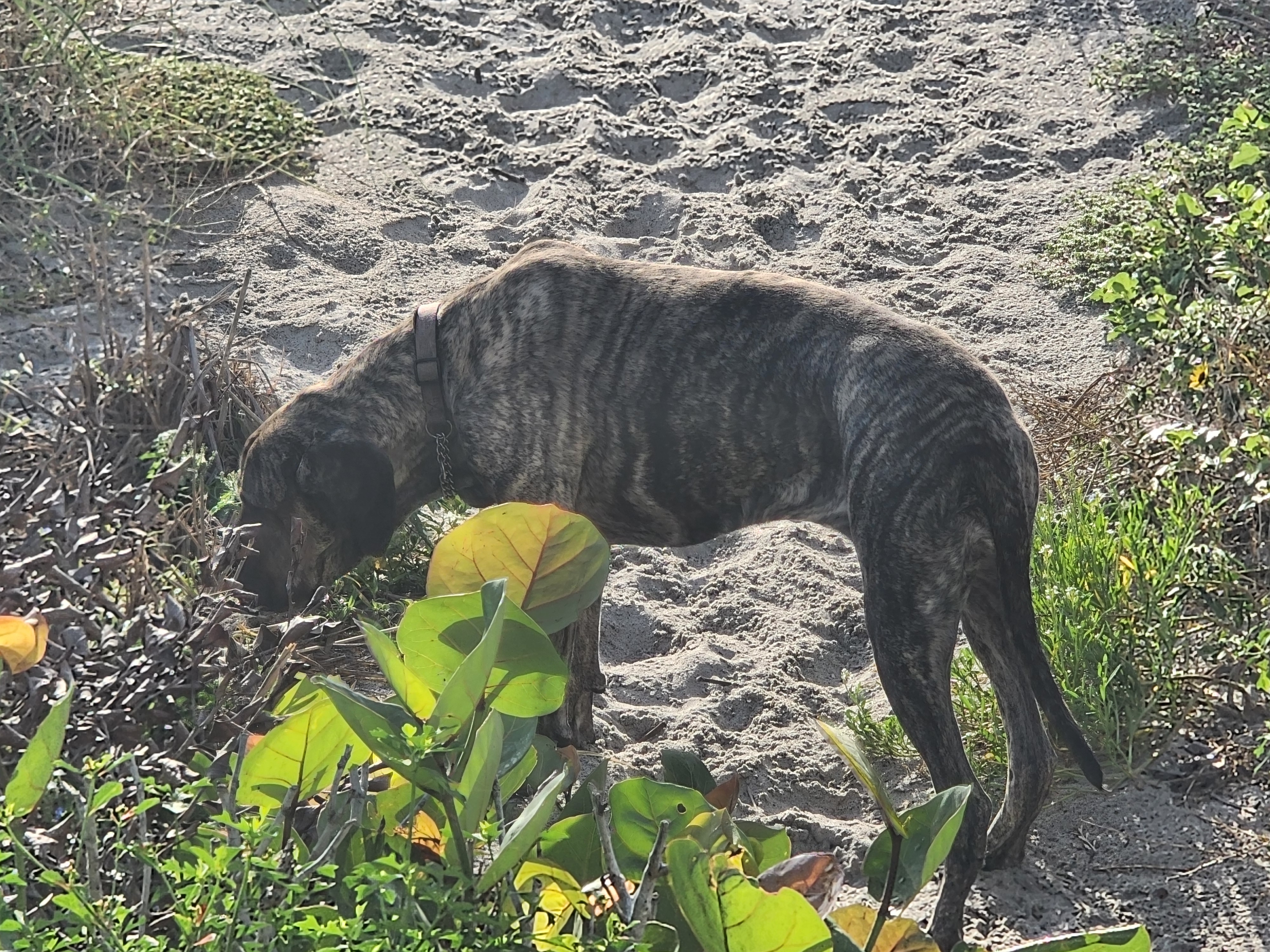 Athena the brindle surf dog sniffing around the dunes, South Cocoa Beach
