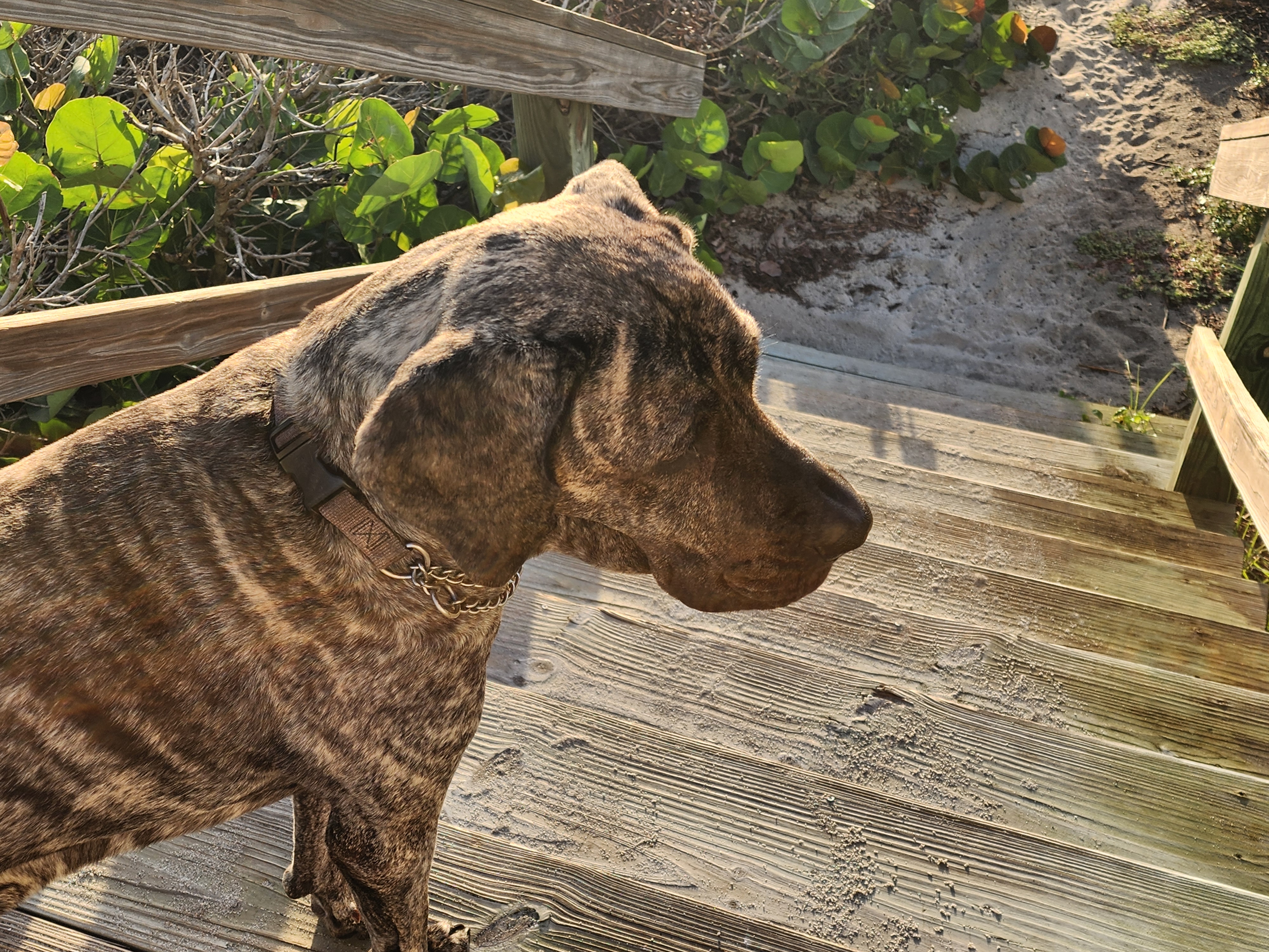 Athena the brindle surf dog checking conditions on the boardwalk, Cocoa Beach