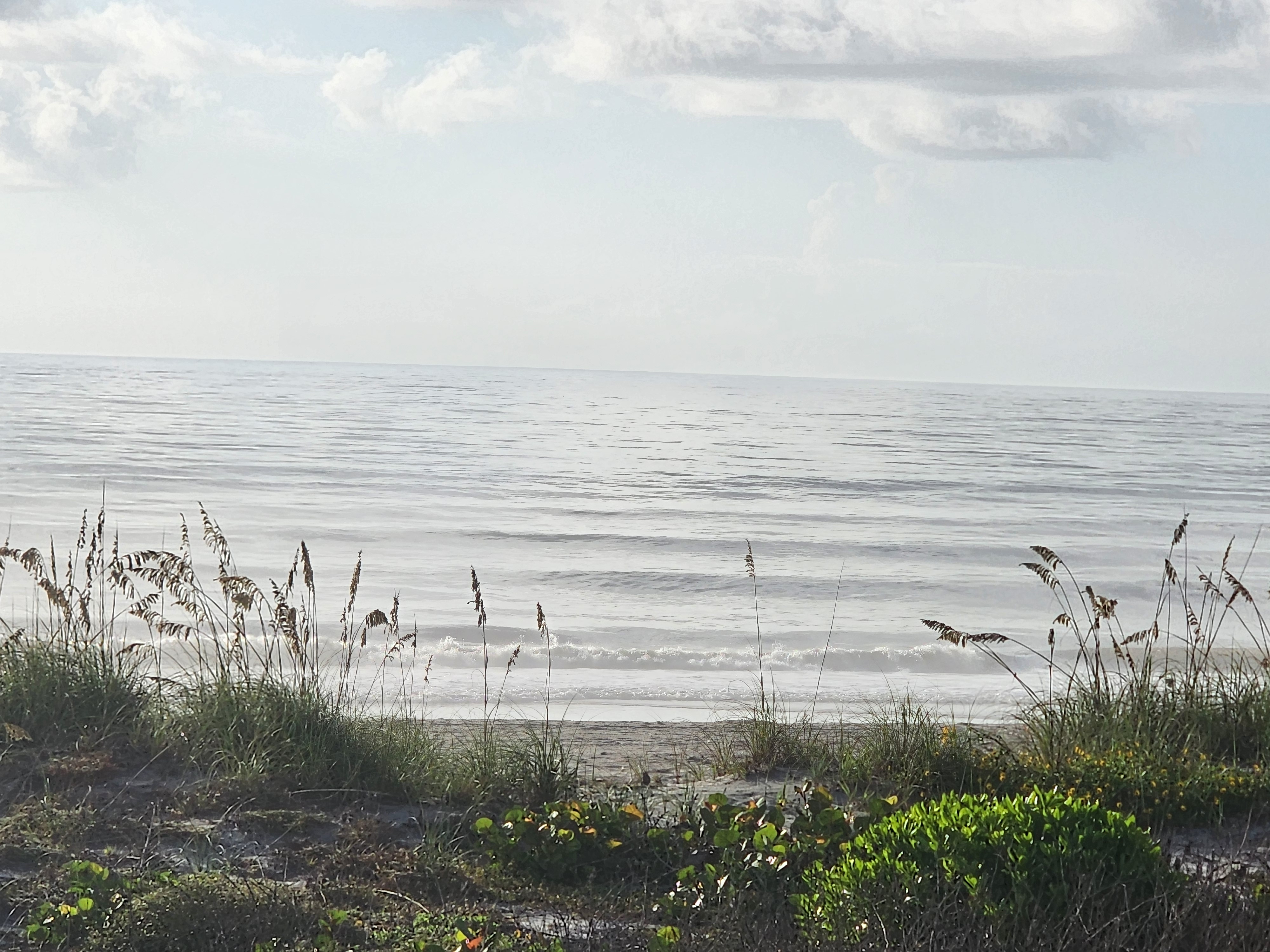 Small wave breaking through sea oats at low tide, South Cocoa Beach