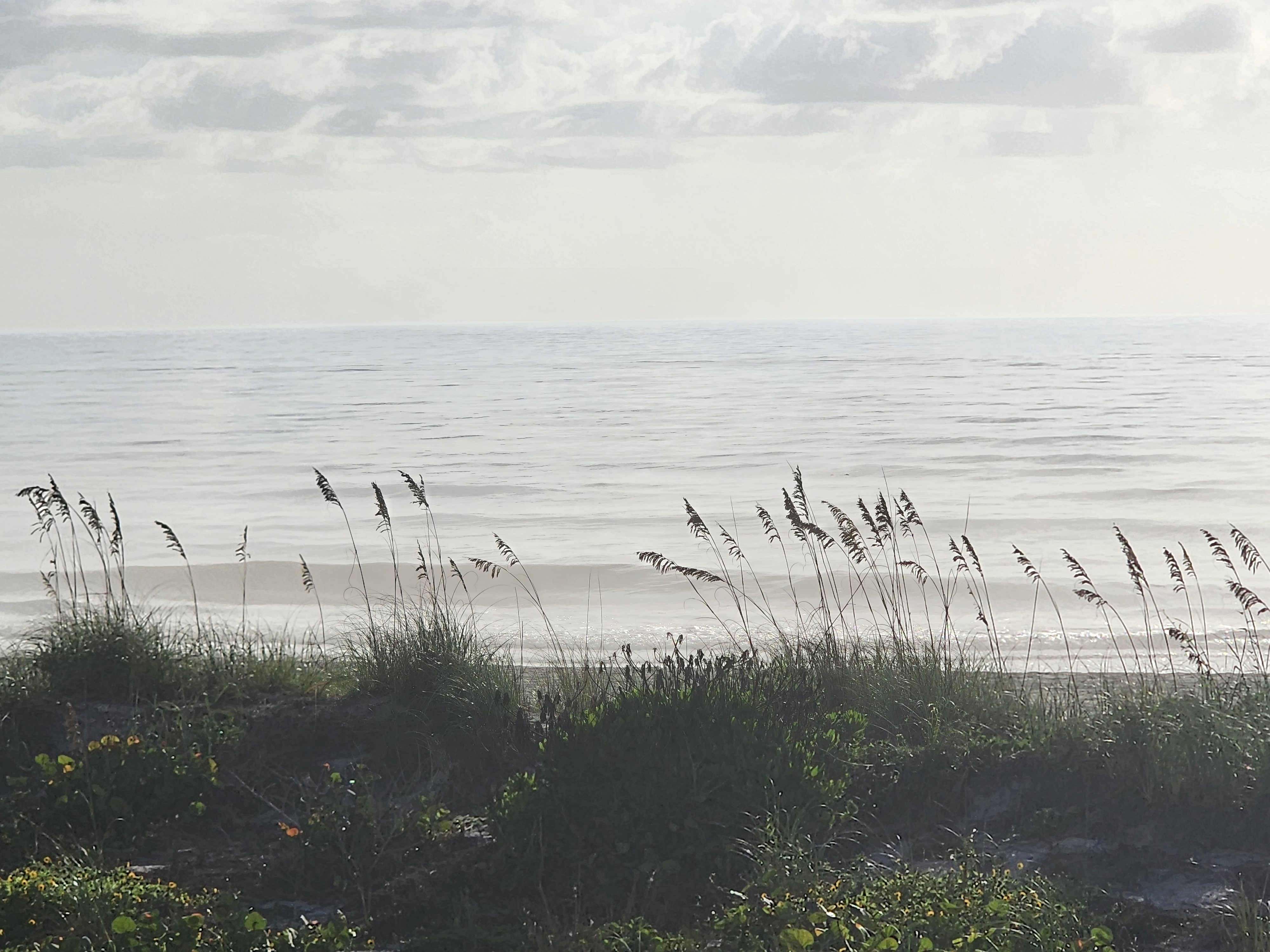 Dune grass silhouetted against hazy morning surf, South Cocoa Beach