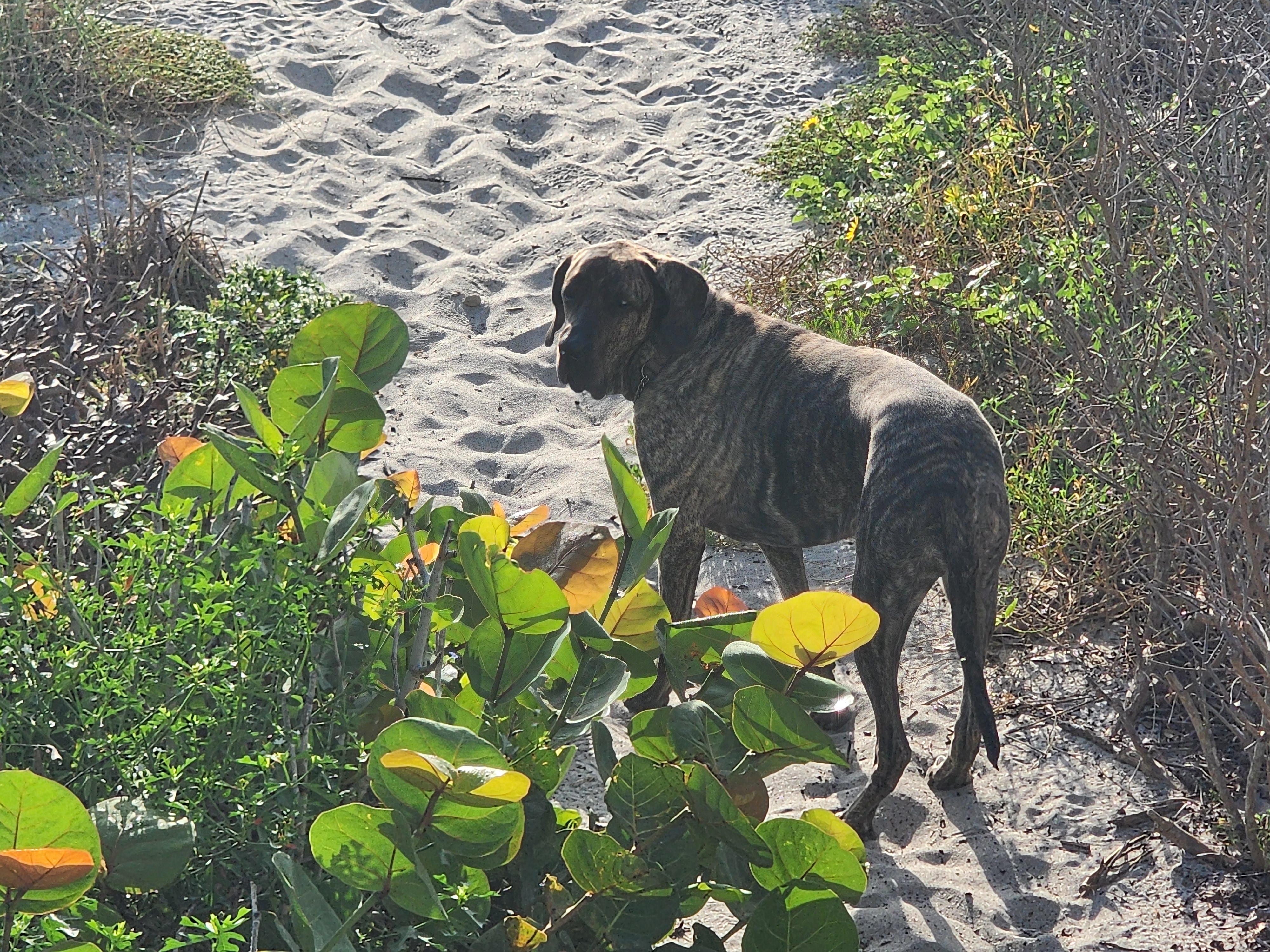 Athena the brindle surf dog checking the dune path near the sea grapes, Cocoa Beach
