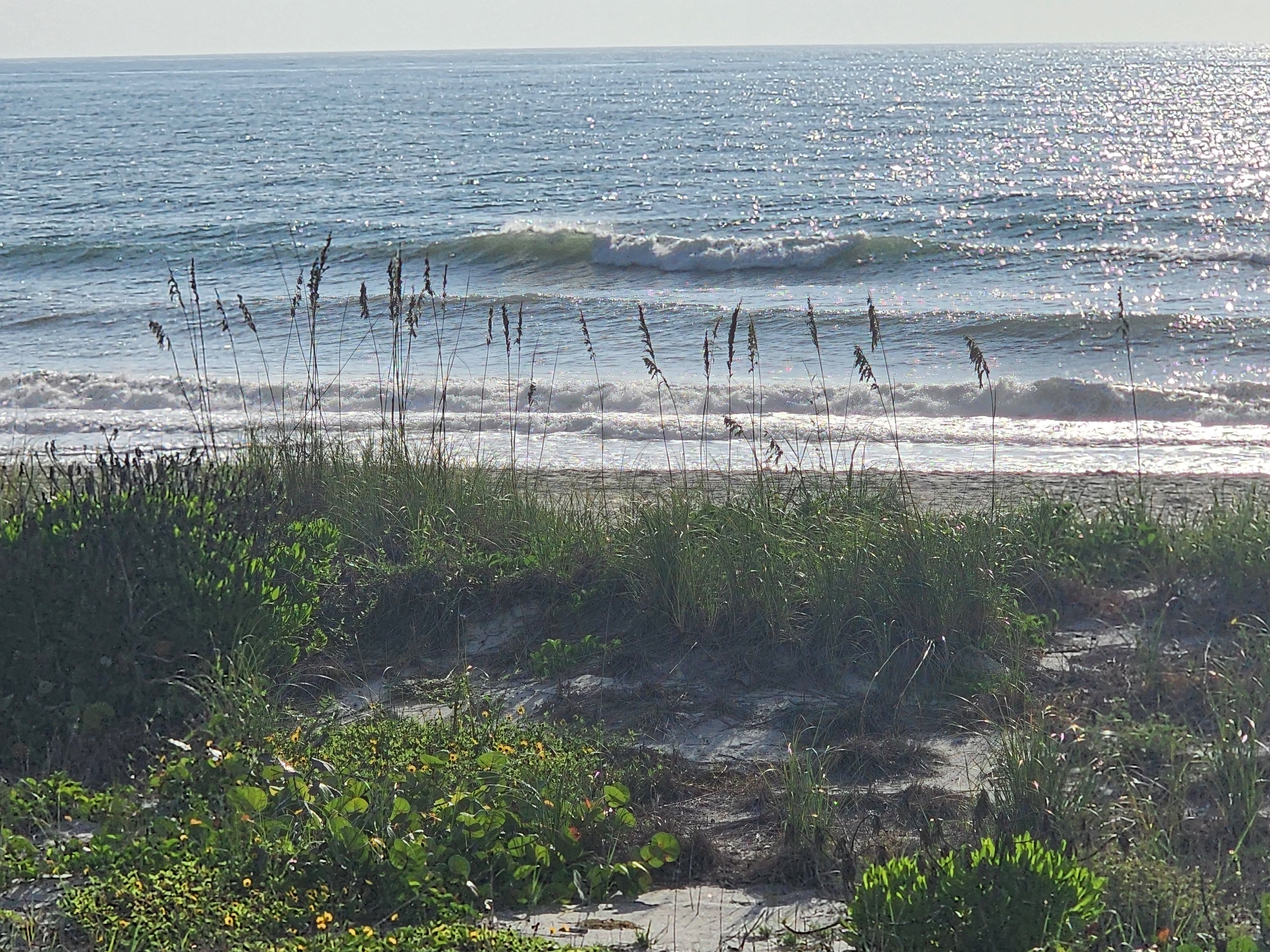 Wave breaking on the mid bar through sea oats, South Cocoa Beach