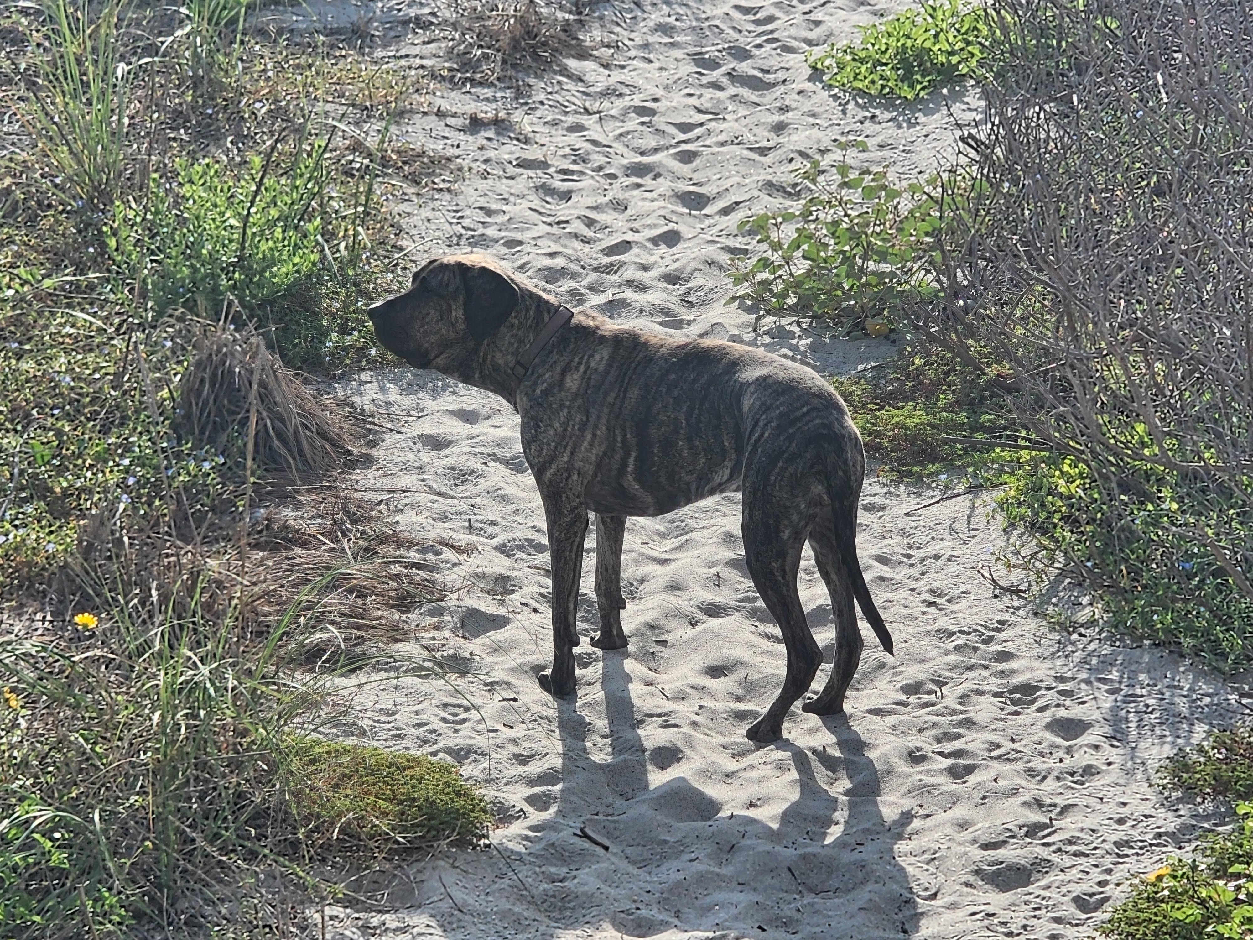 Athena the brindle surf dog checking conditions on the sandy dune path, Cocoa Beach