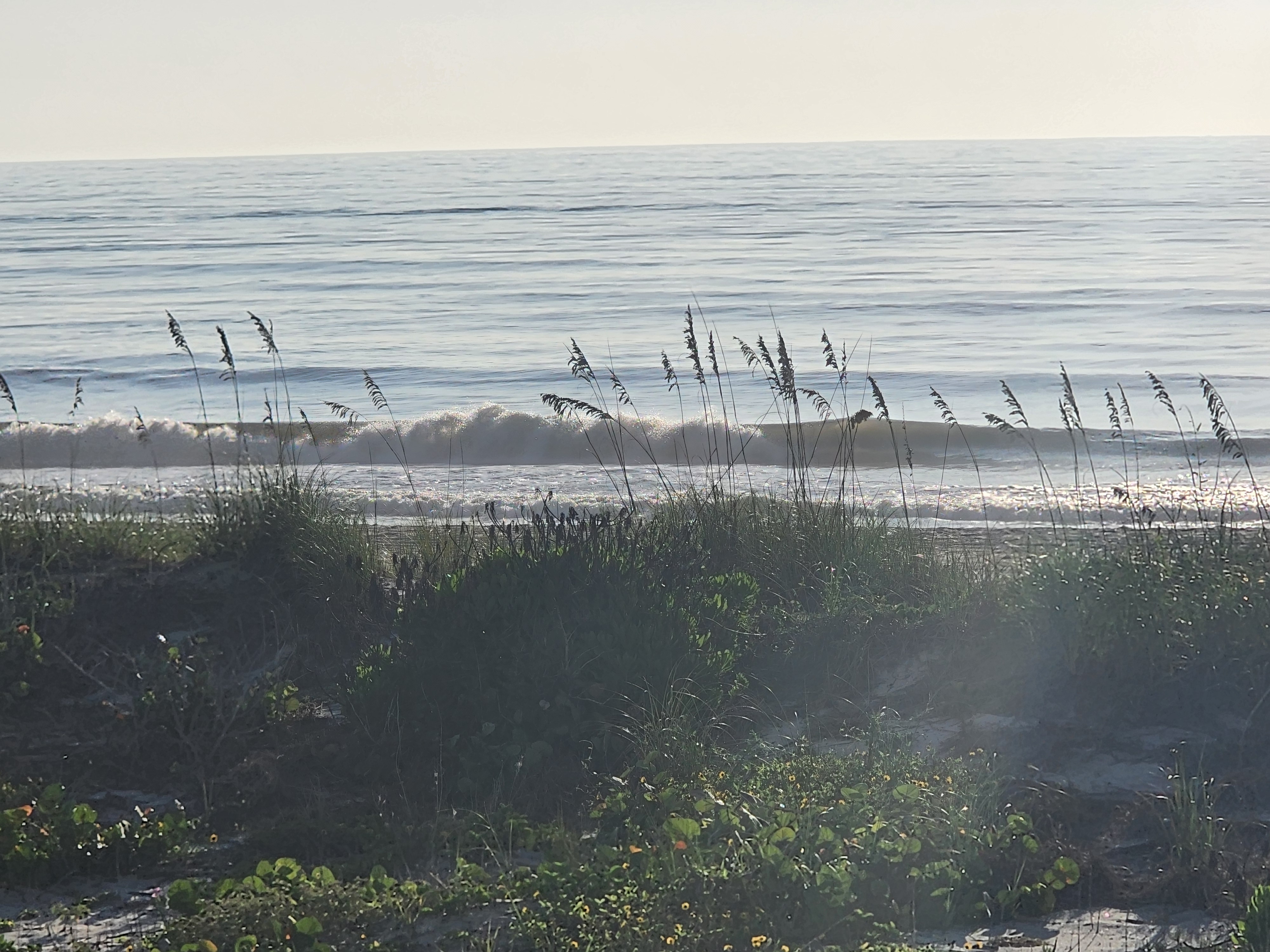Backlit swell breaking beyond the dune grass, South Cocoa Beach
