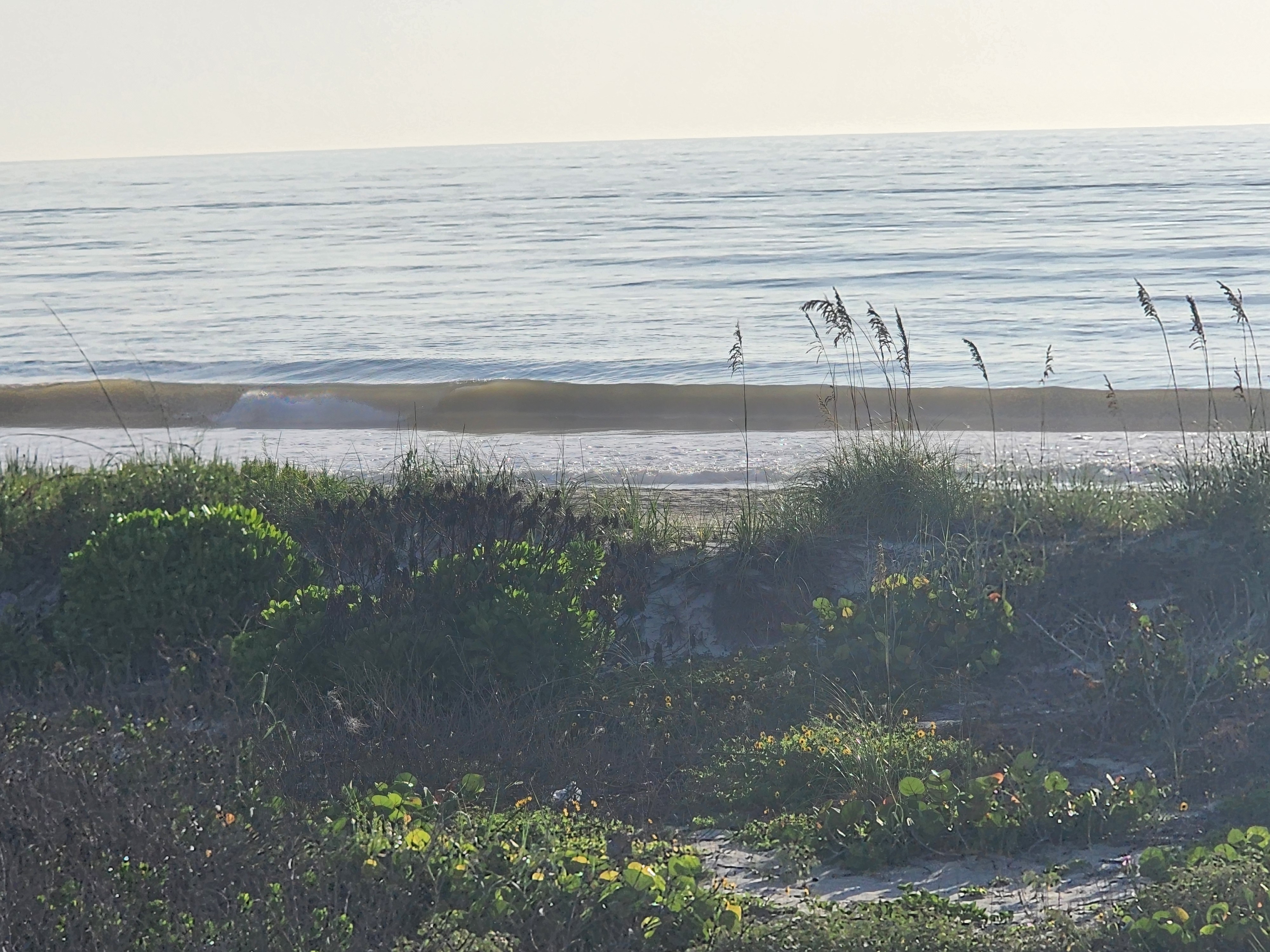 Wave breaking through sea oats and beach sunflowers, South Cocoa Beach