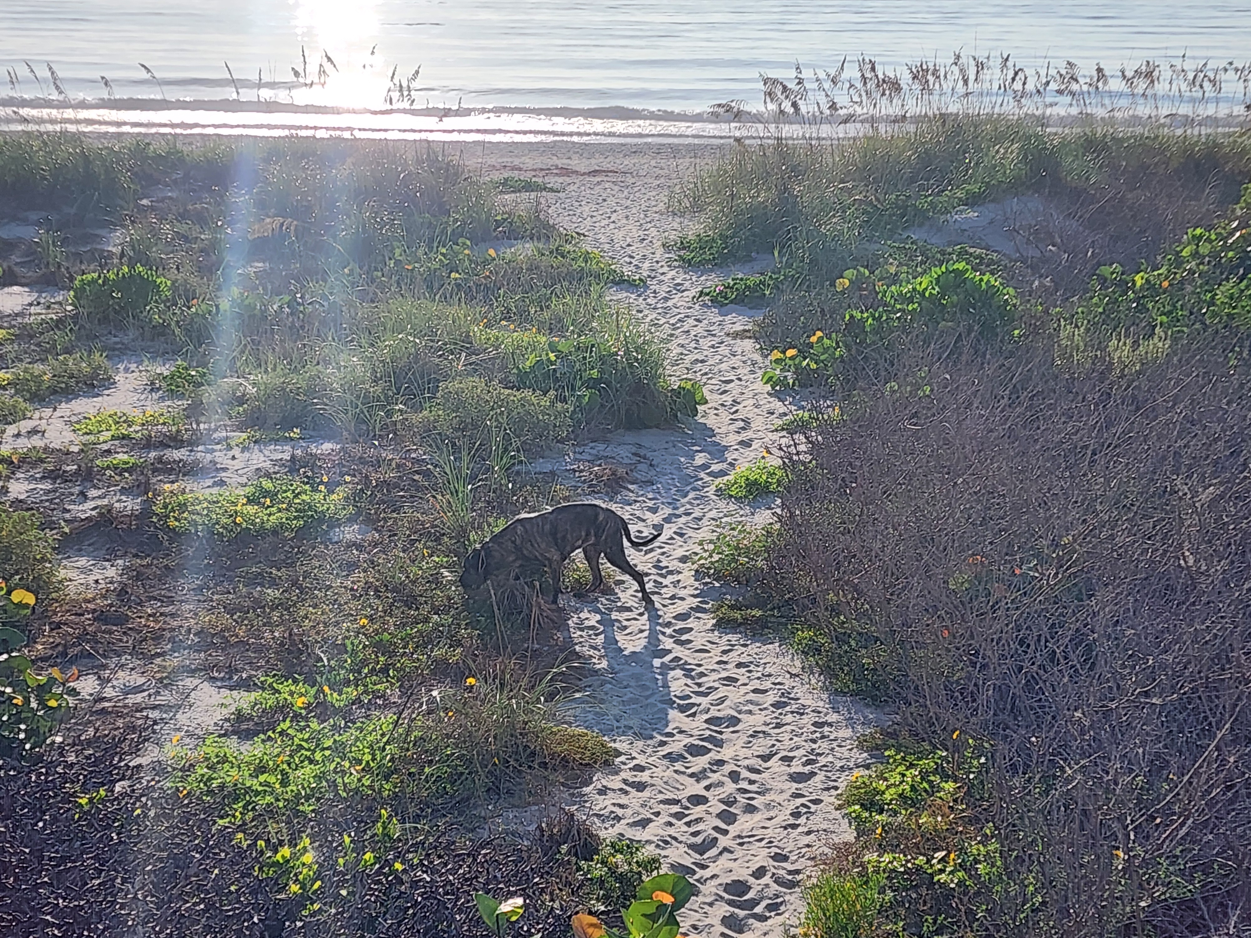 Athena the brindle surf dog checking conditions on the sandy dune path, Cocoa Beach