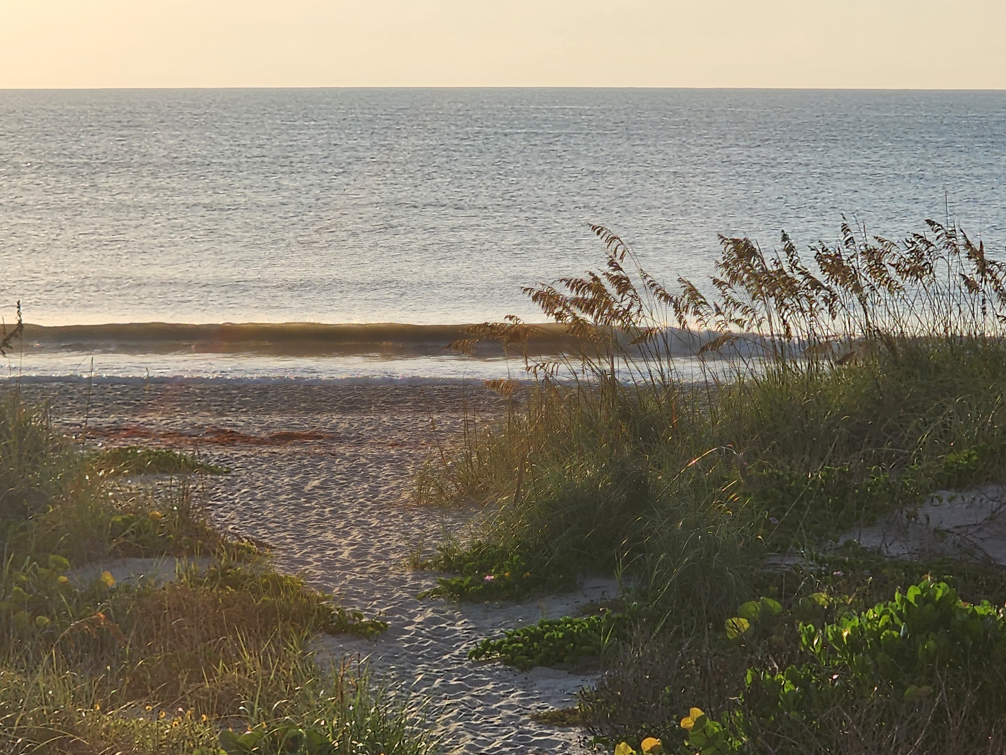 Golden hour swell rolling in past dune grass, South Cocoa Beach