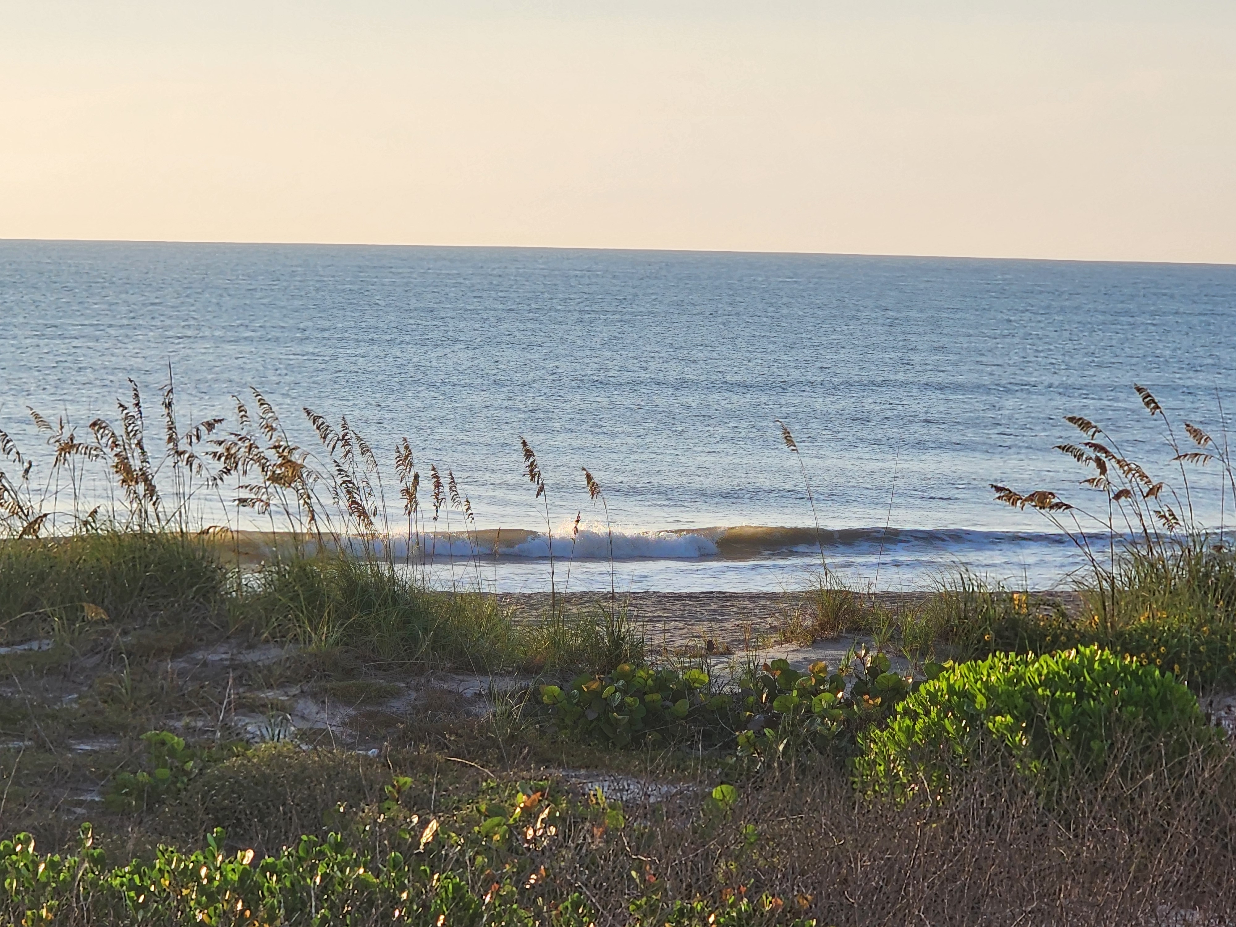 Small wave breaking at high tide through wind-blown sea oats, South Cocoa Beach