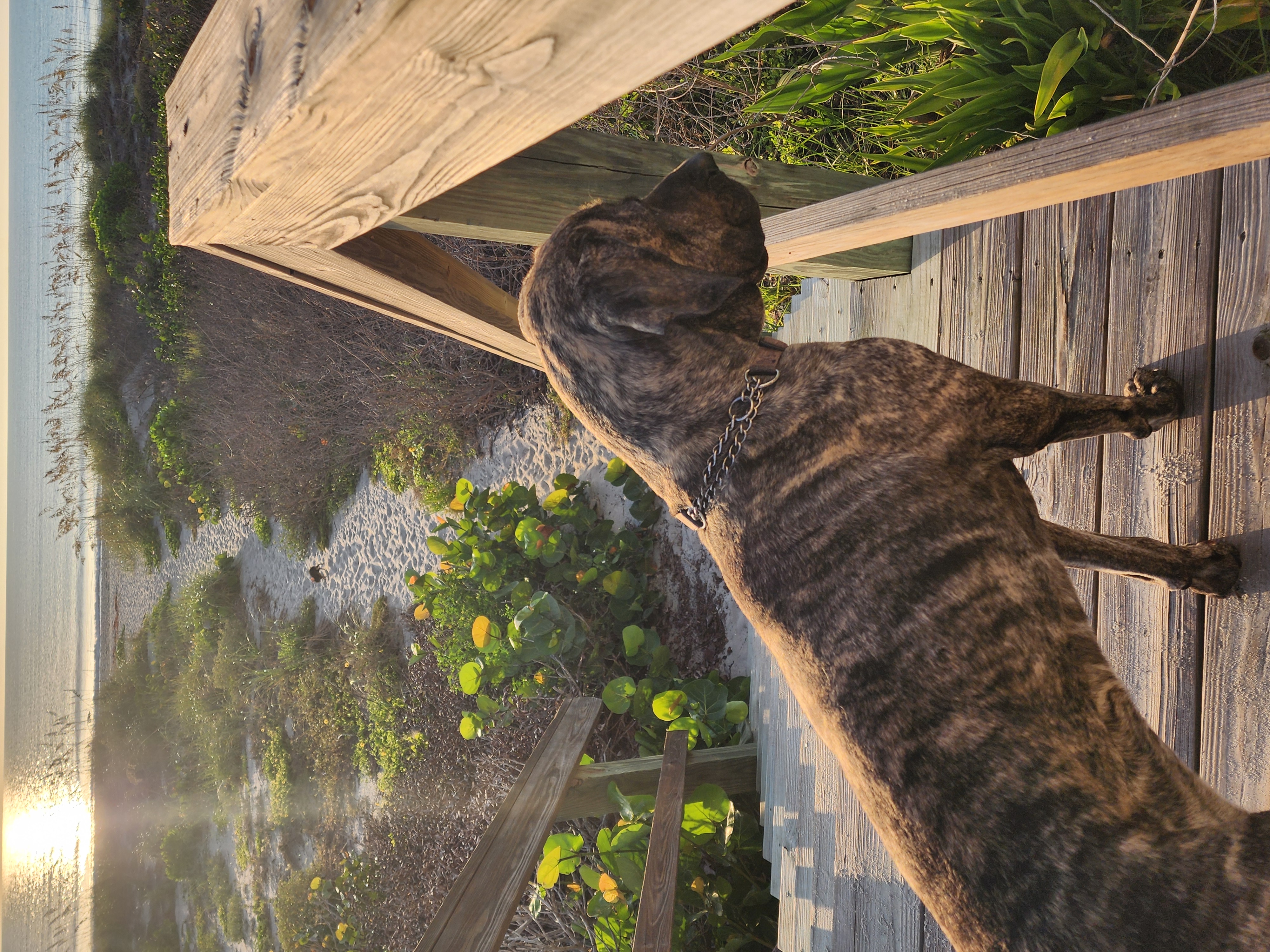 Athena the brindle surf dog looking out over the dune boardwalk at sunrise, Cocoa Beach