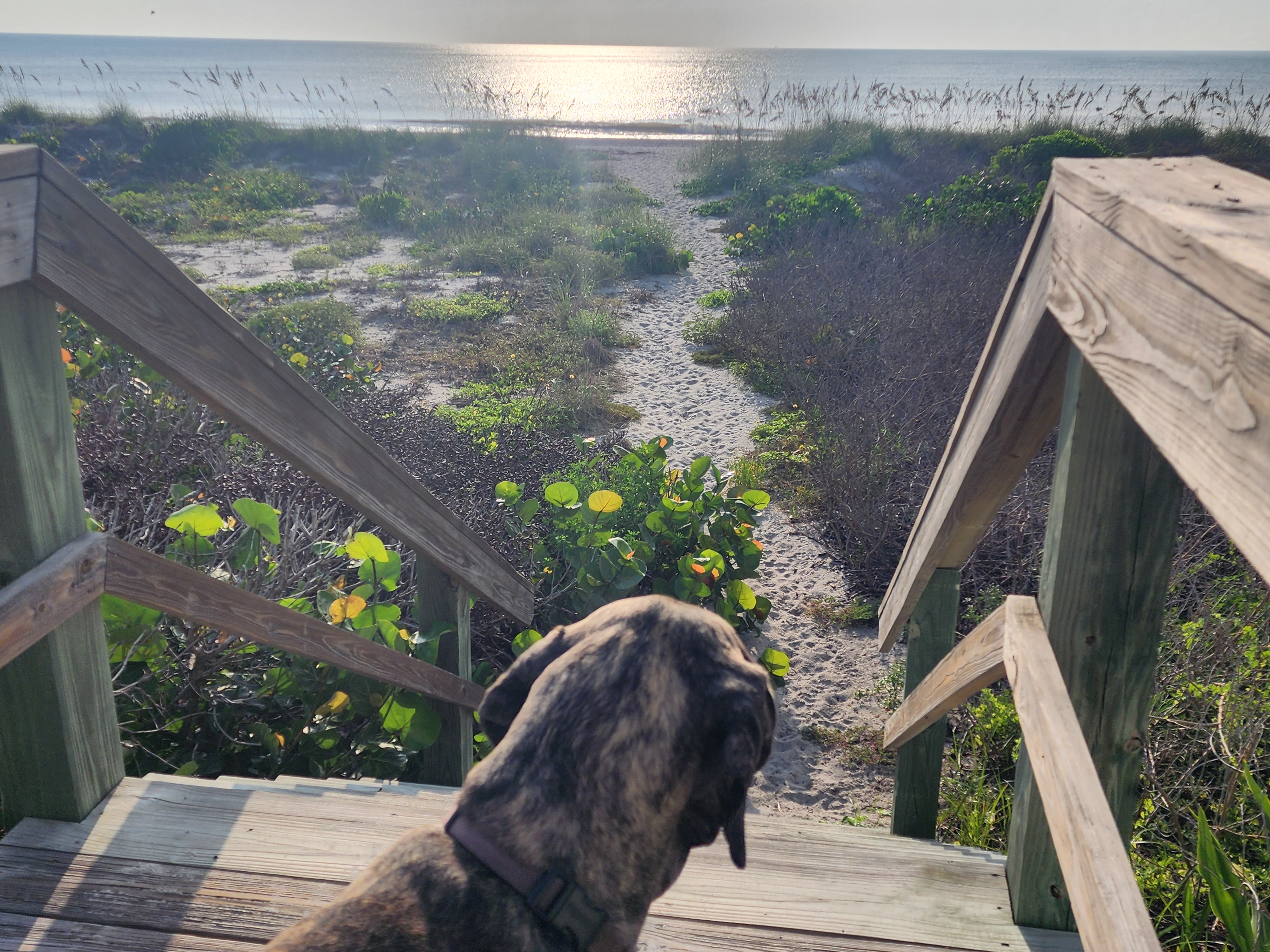 Athena the brindle surf dog looking down the sandy dune path toward the water, Cocoa Beach