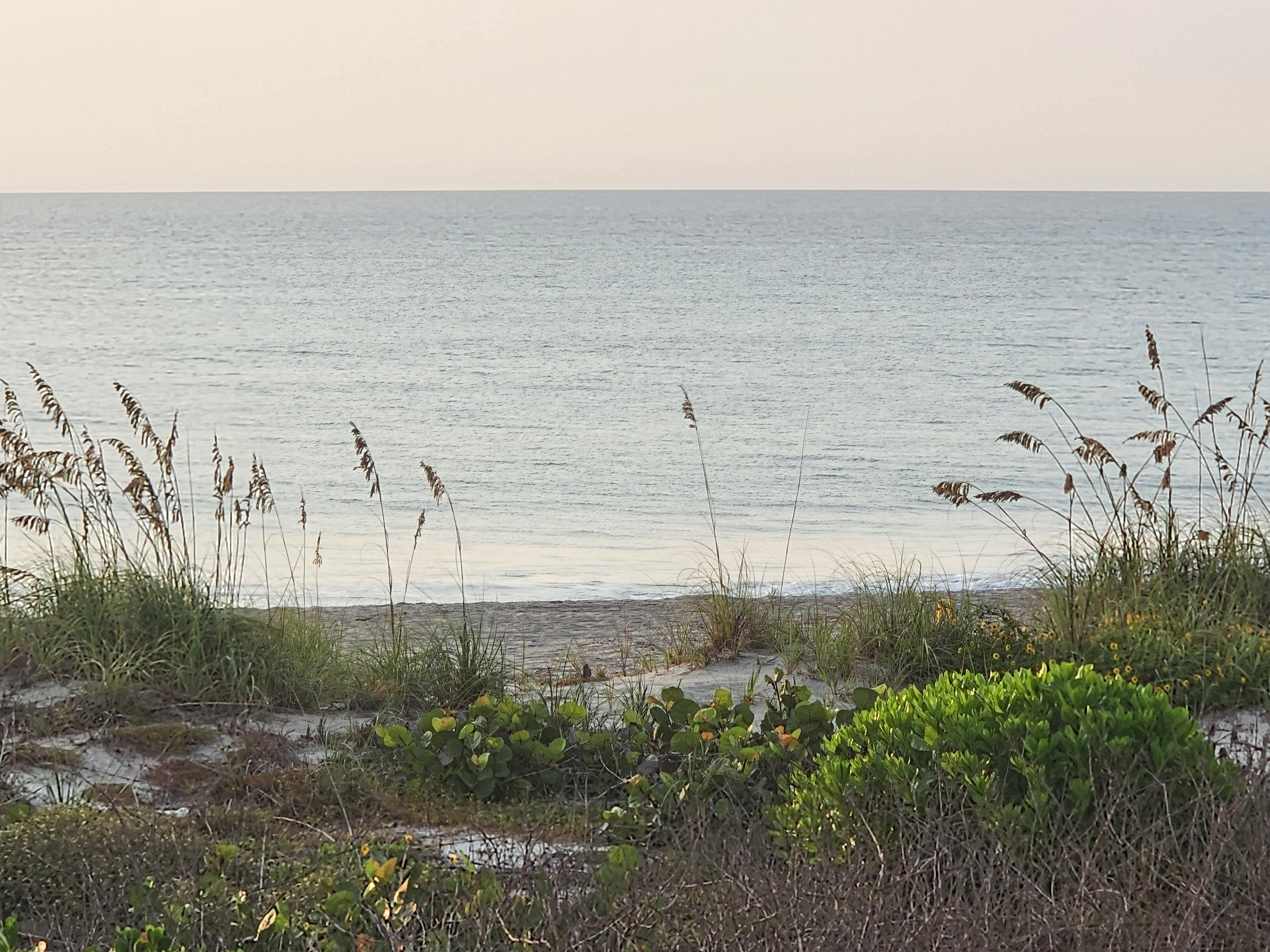 Flat calm water at high tide with sea oats in foreground, South Cocoa Beach