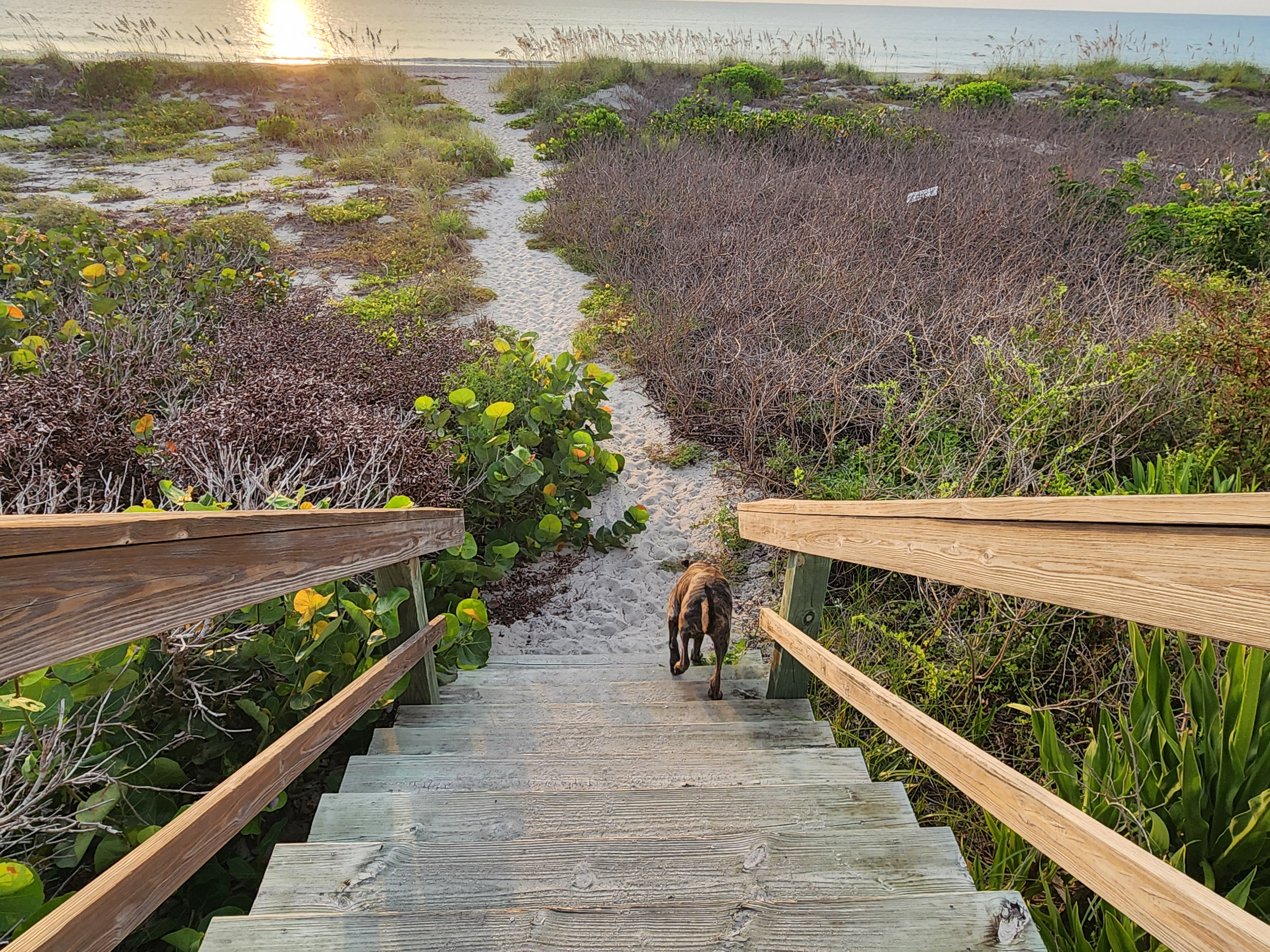Athena the brindle surf dog looking down the stairs toward the water, Cocoa Beach