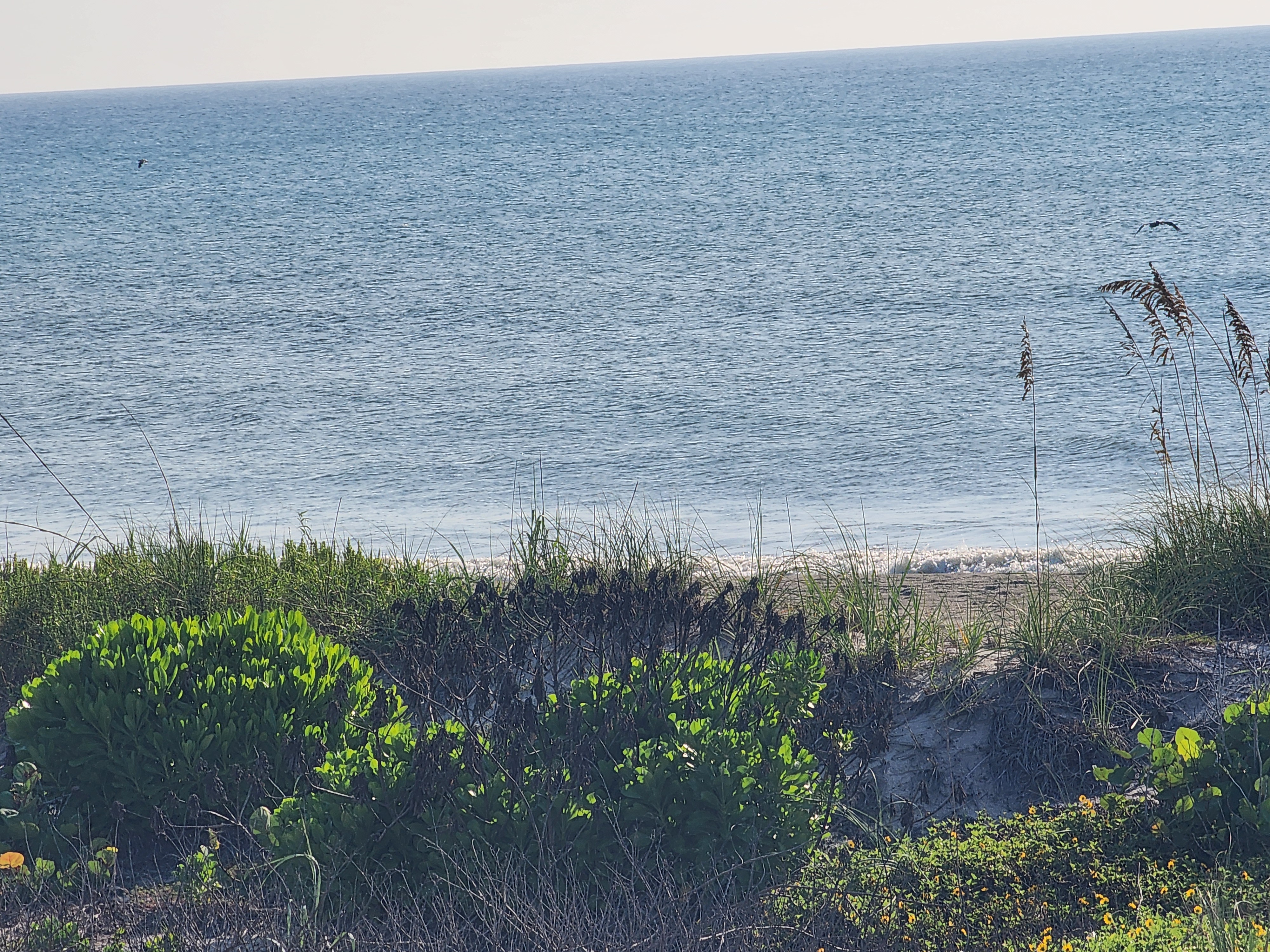 Dune vegetation and sea grapes with flat, wind-textured ocean beyond