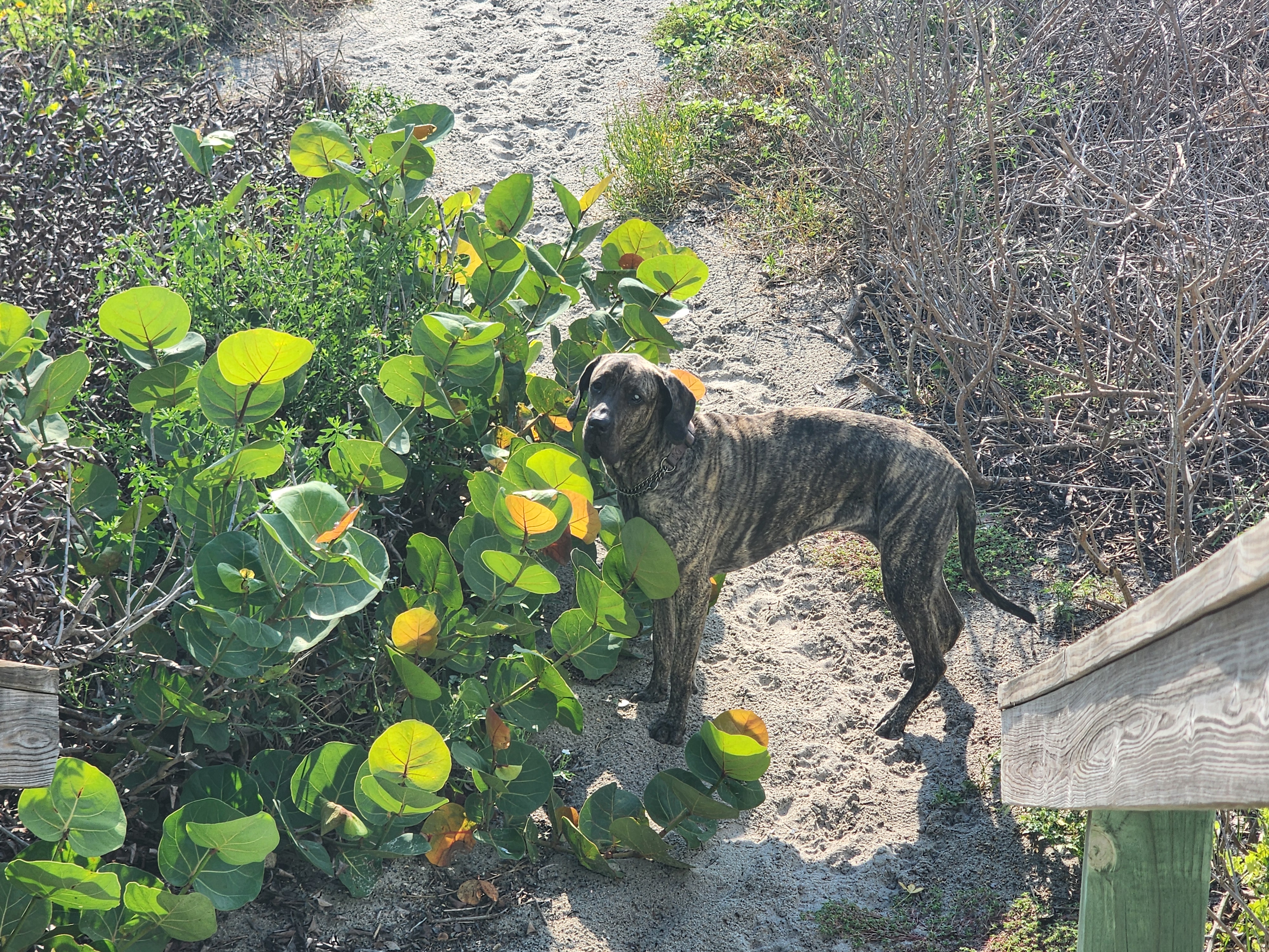 Athena the brindle dog pausing along the sandy dune path by the sea grapes
